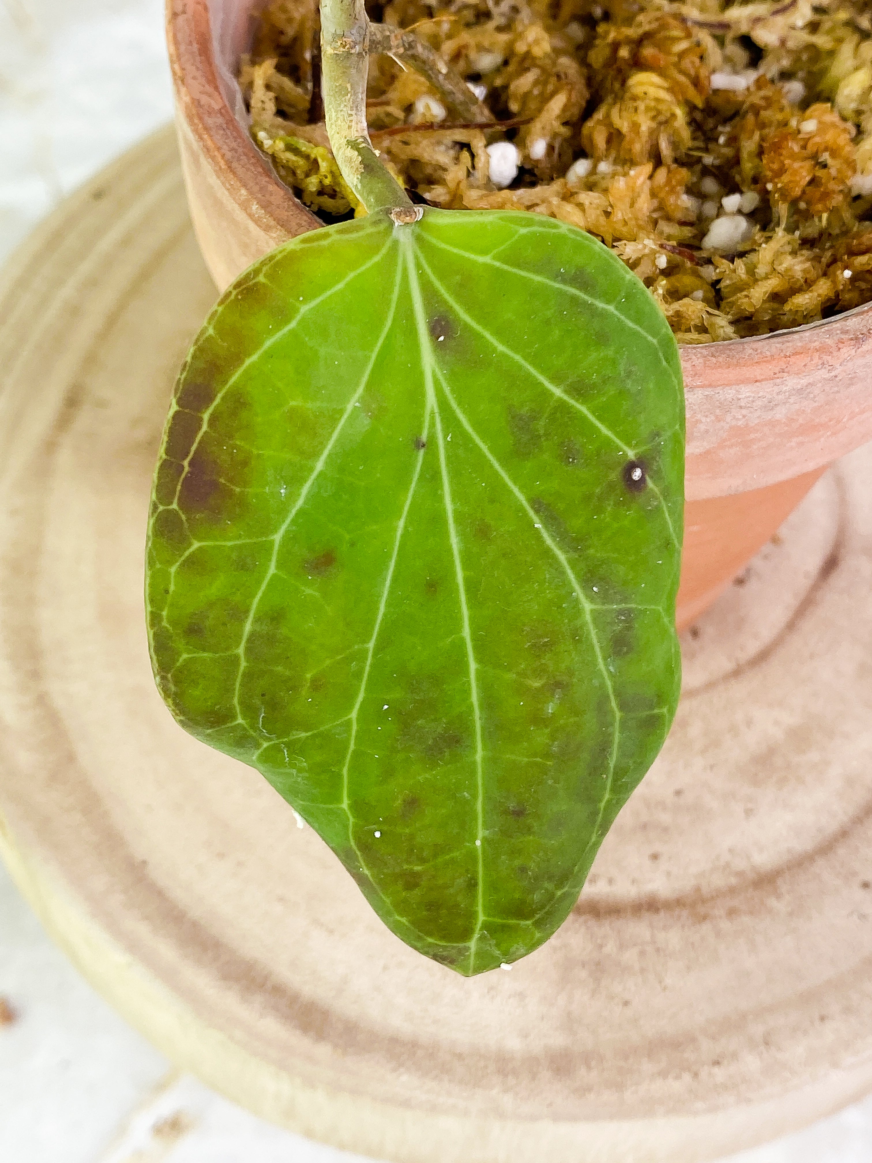 Hoya png sv 432 1 leaf Slightly Rooted