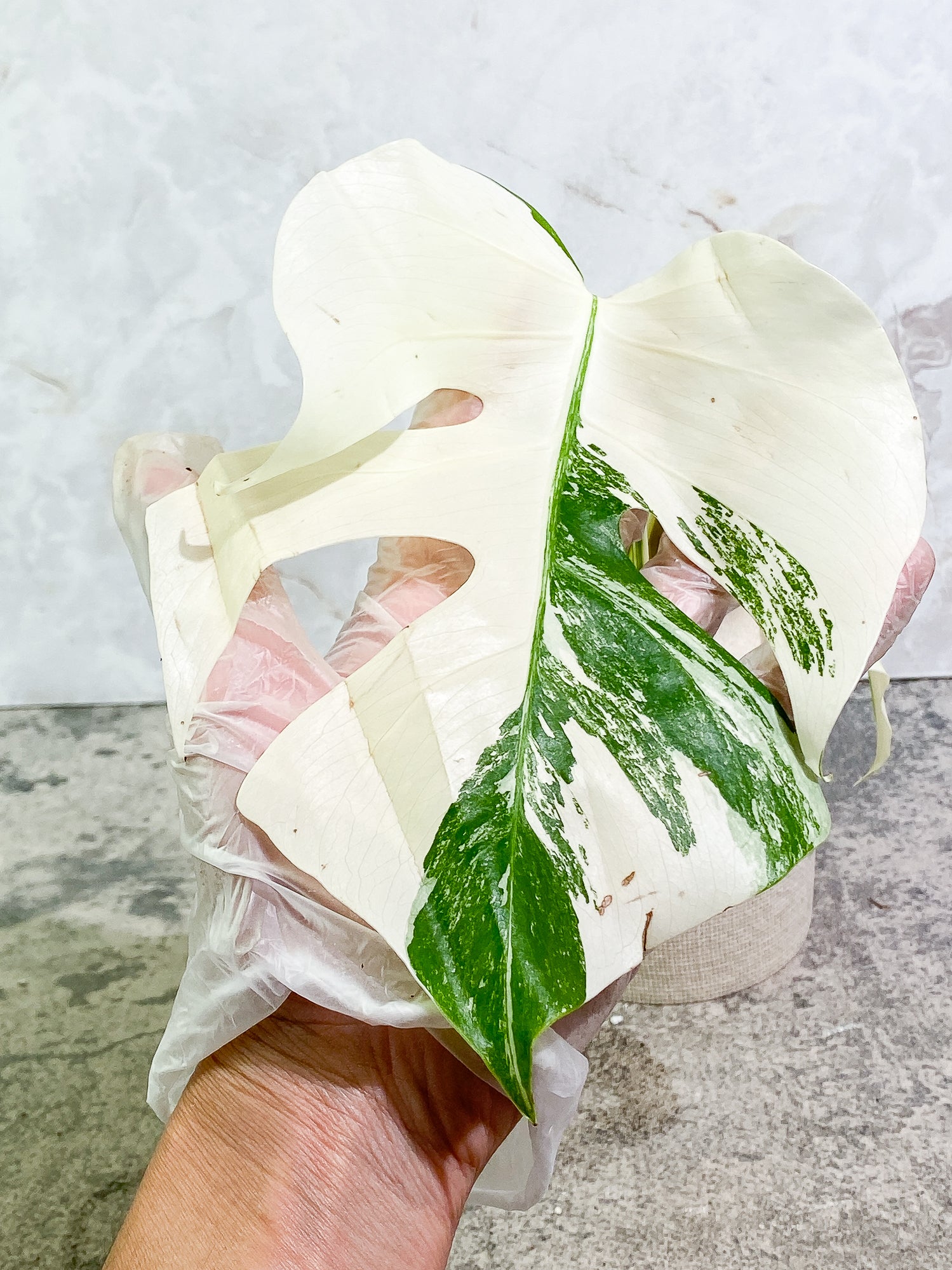 Monstera albo variegata Top Cutting Highly Variegated  Rooting