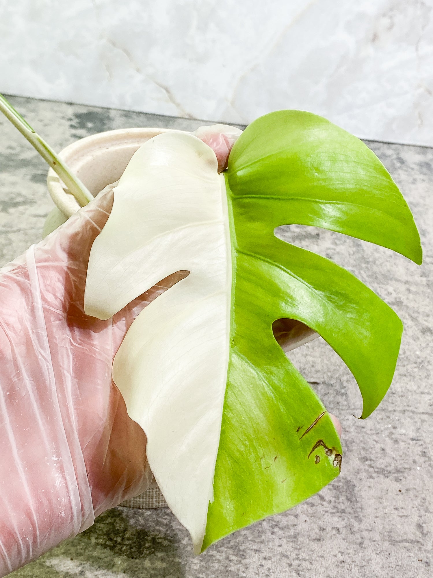 Monstera albo variegata Top Cutting Highly Variegated  Rooting