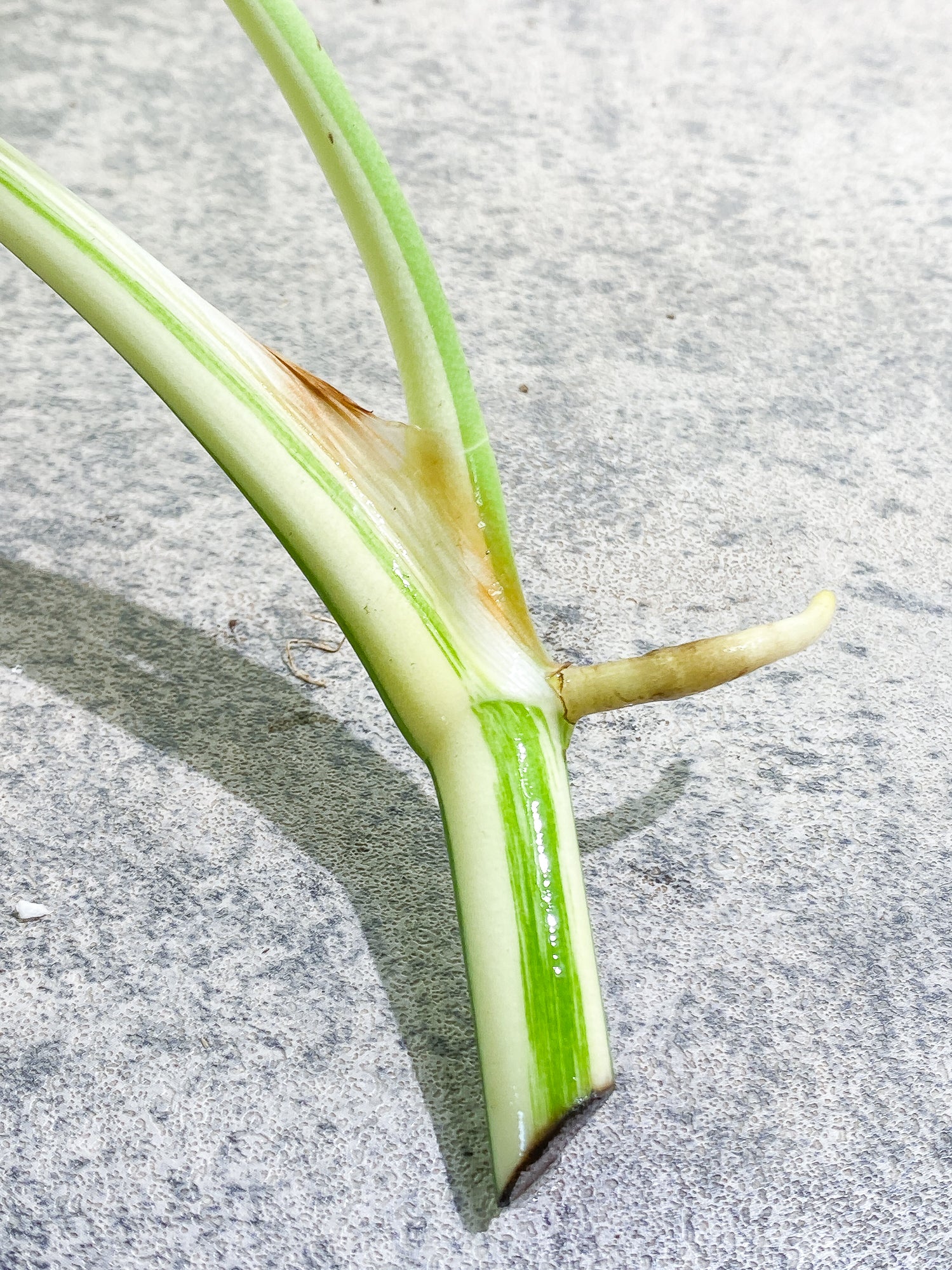 Monstera albo variegata Top Cutting Highly Variegated  Rooting