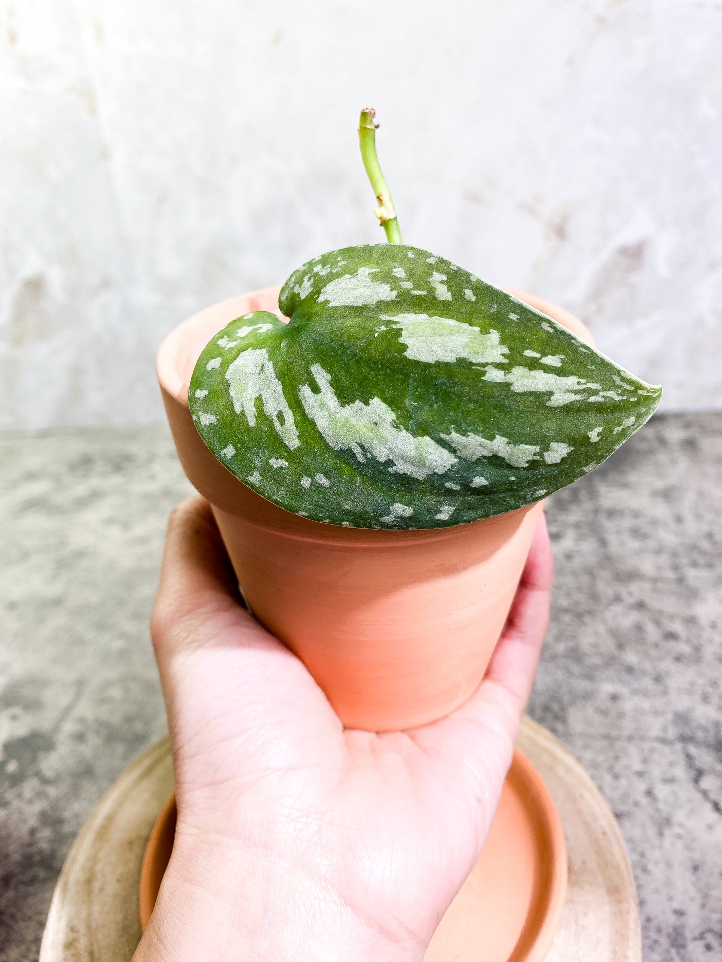 Scindapsus tricolor 1 leaf 1 sprout Rooted