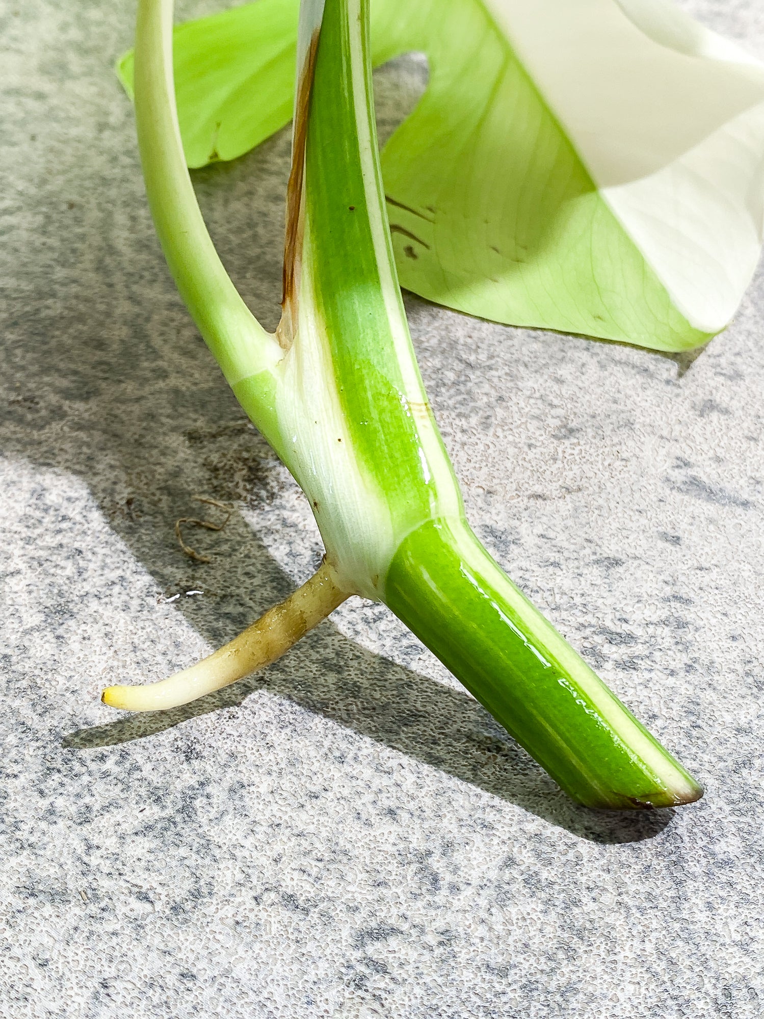 Monstera albo variegata Top Cutting Highly Variegated  Rooting