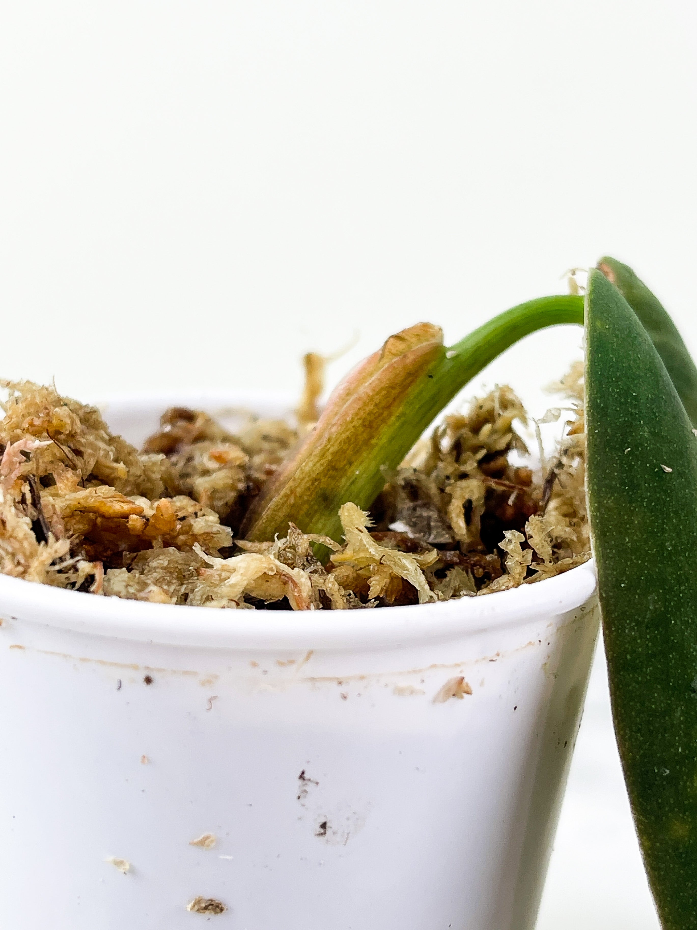 Philodendron Gigas slightly rooted cutting