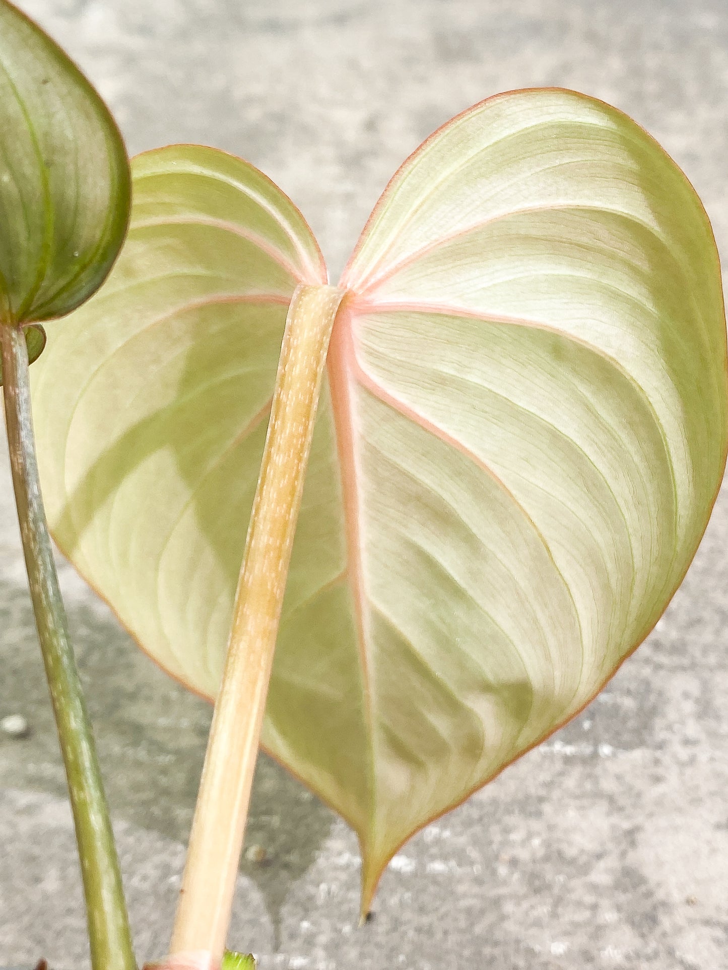 Philodendron  Gloriosum 2 leaves slightly rooted