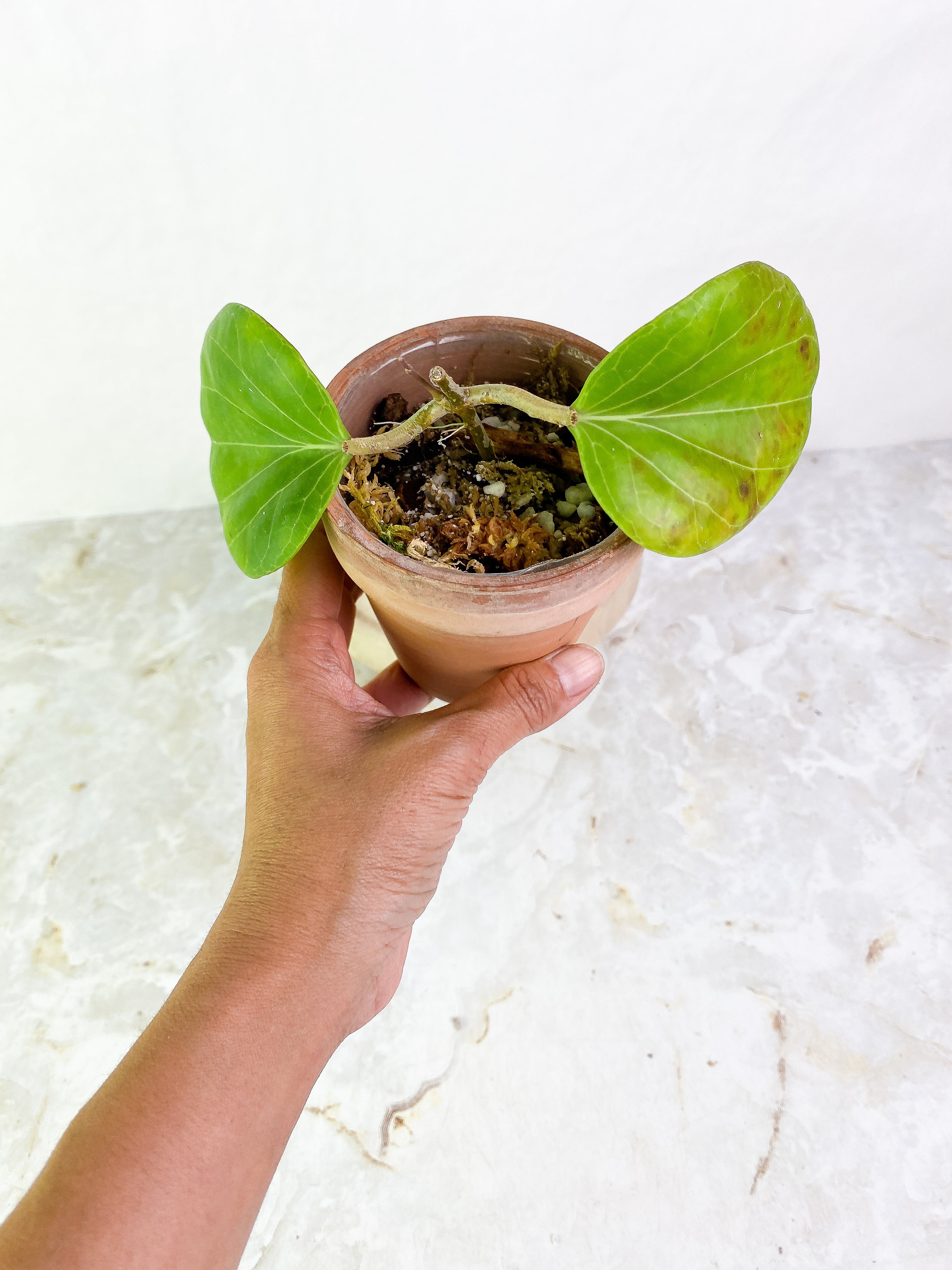 Hoya png sv 432 2 leaves Slightly Rooted