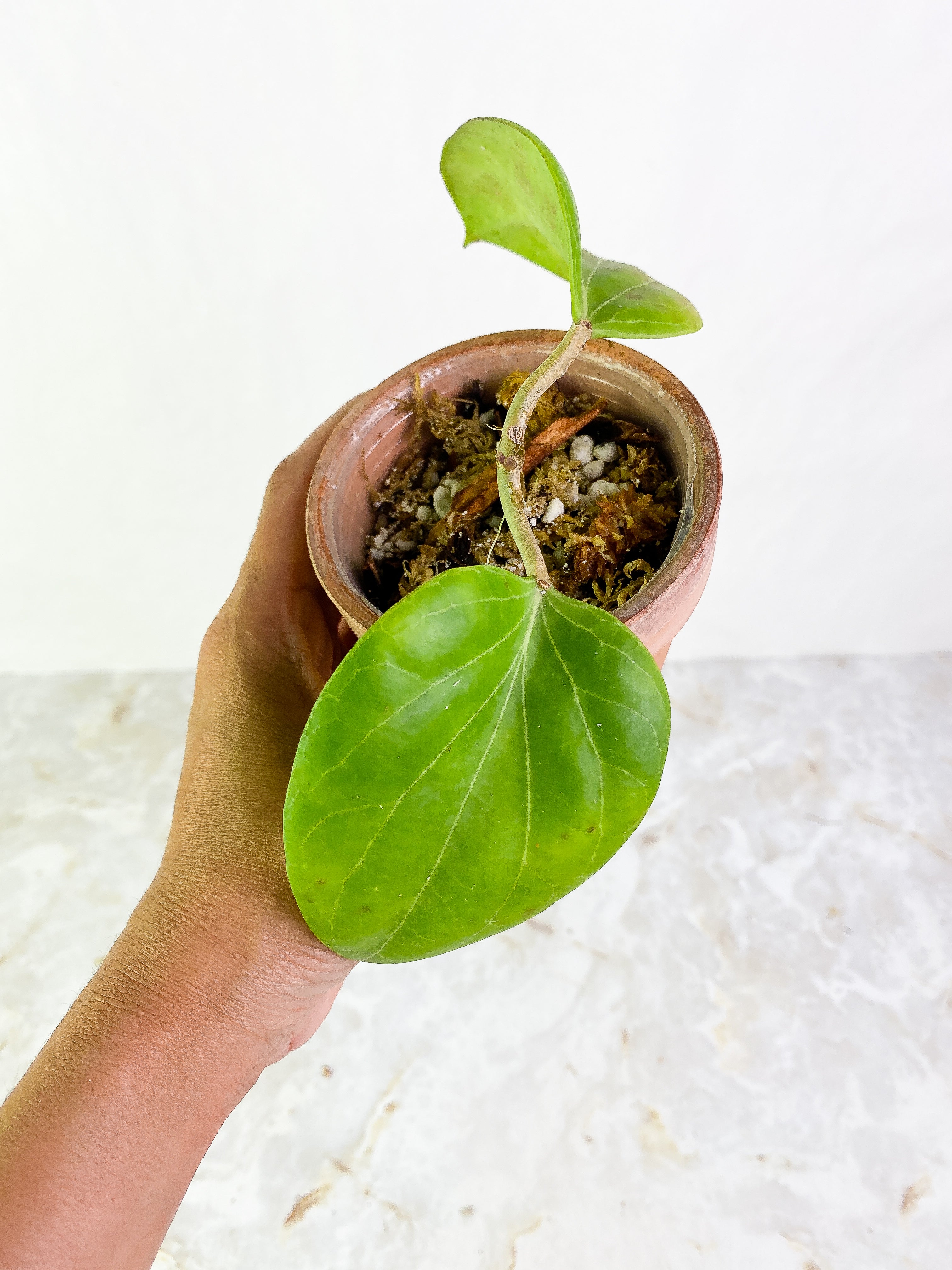 Hoya png sv 432 2 leaves Slightly Rooted