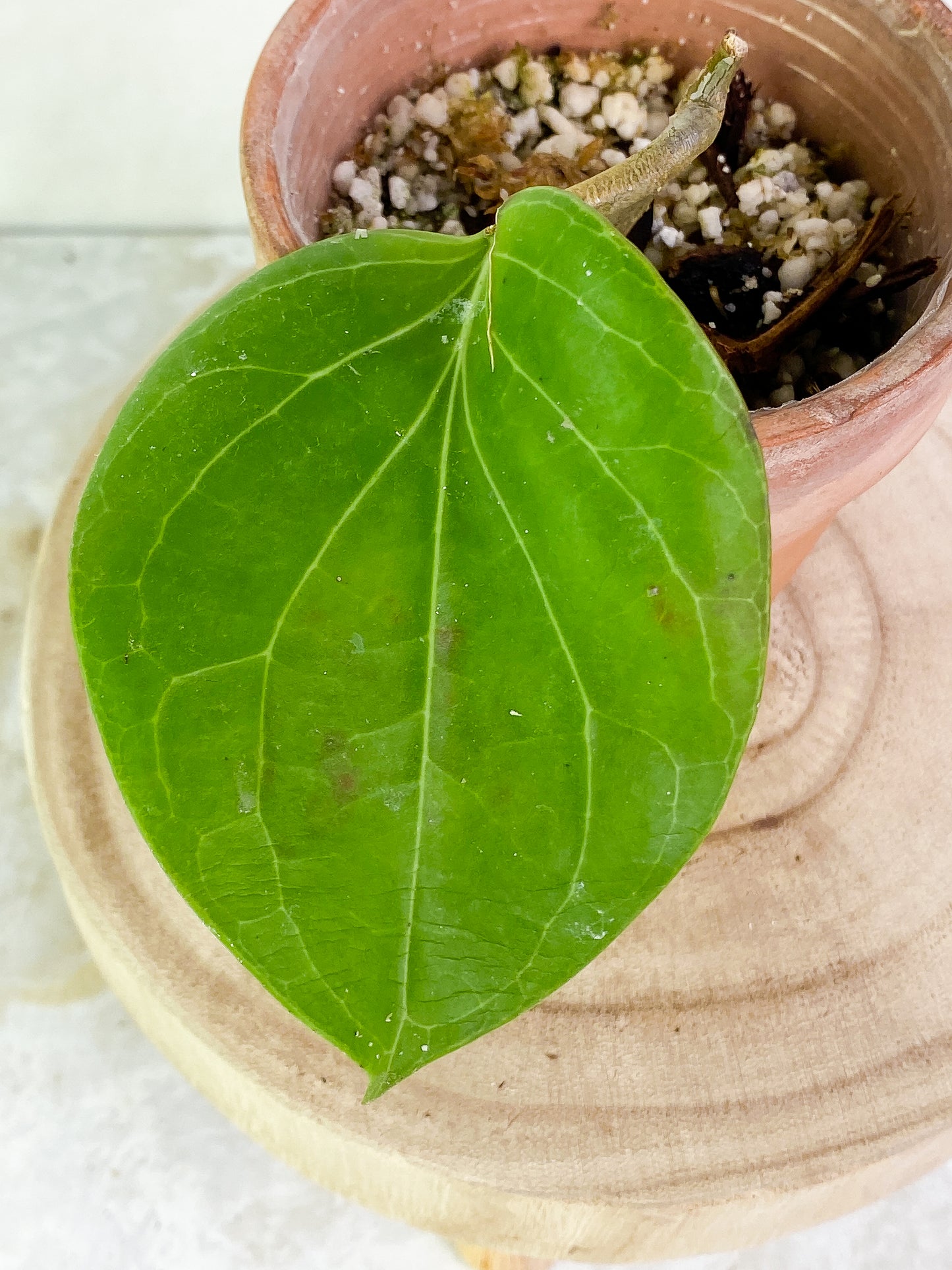 Hoya png sv 432 1 leaf Rooted