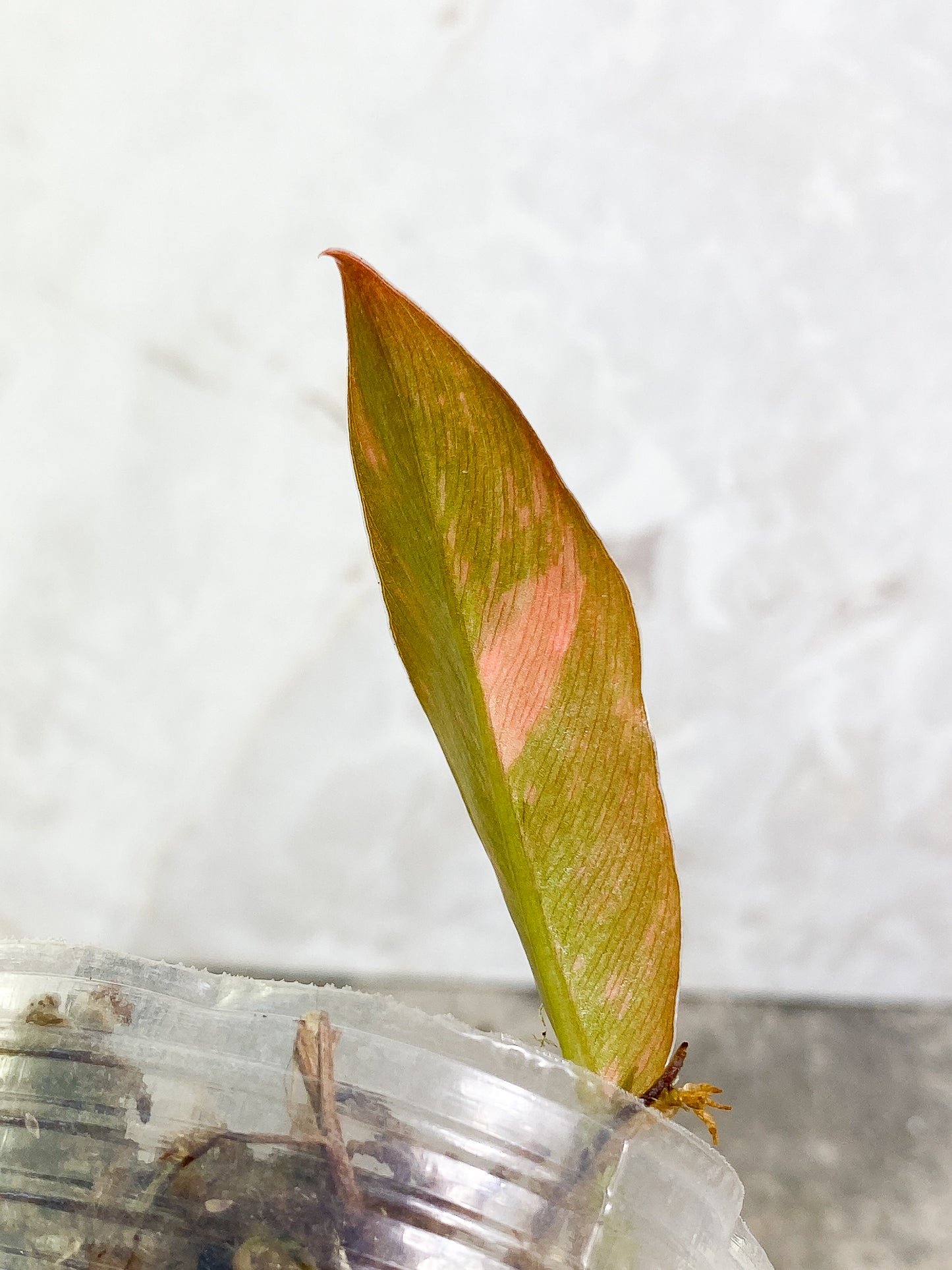 Philodendron Ring of Fire 1 leaf slightly rooted