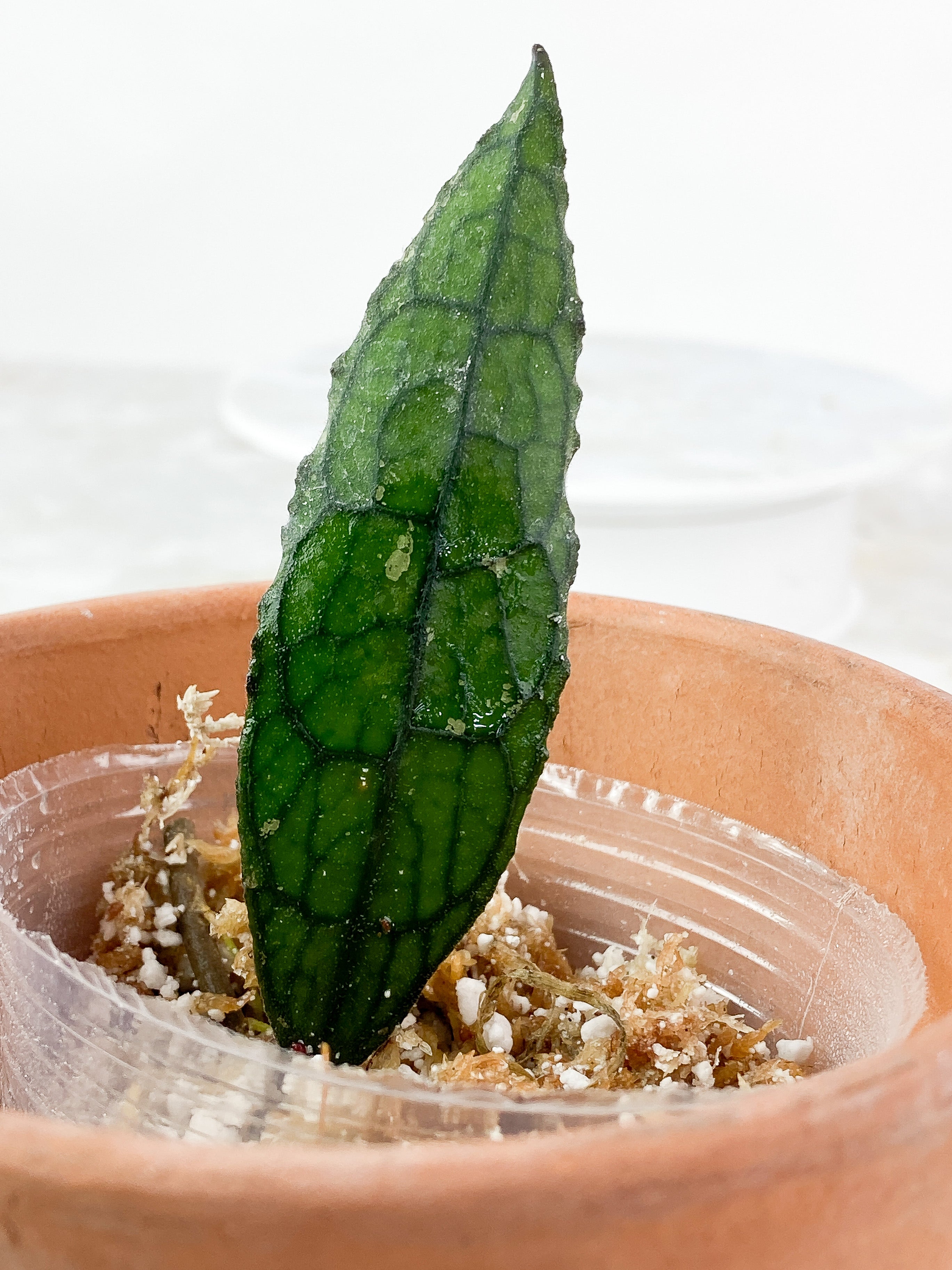 Hoya Clemensiorum Slightly Rooted 1 leaf small