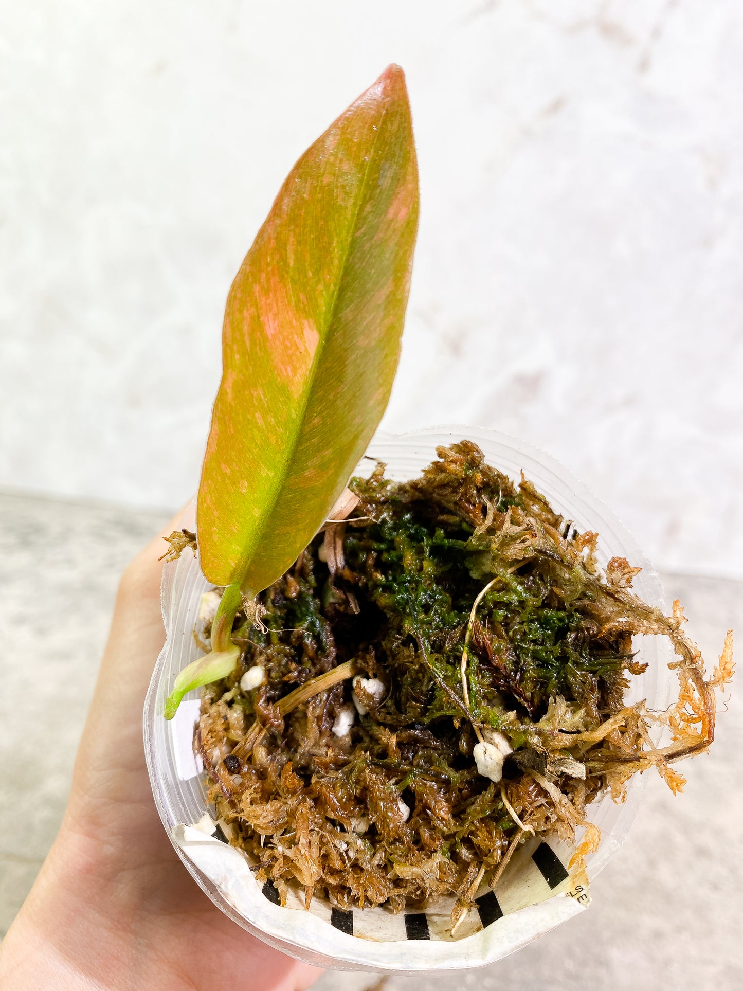 Philodendron Ring of Fire 1 leaf slightly rooted