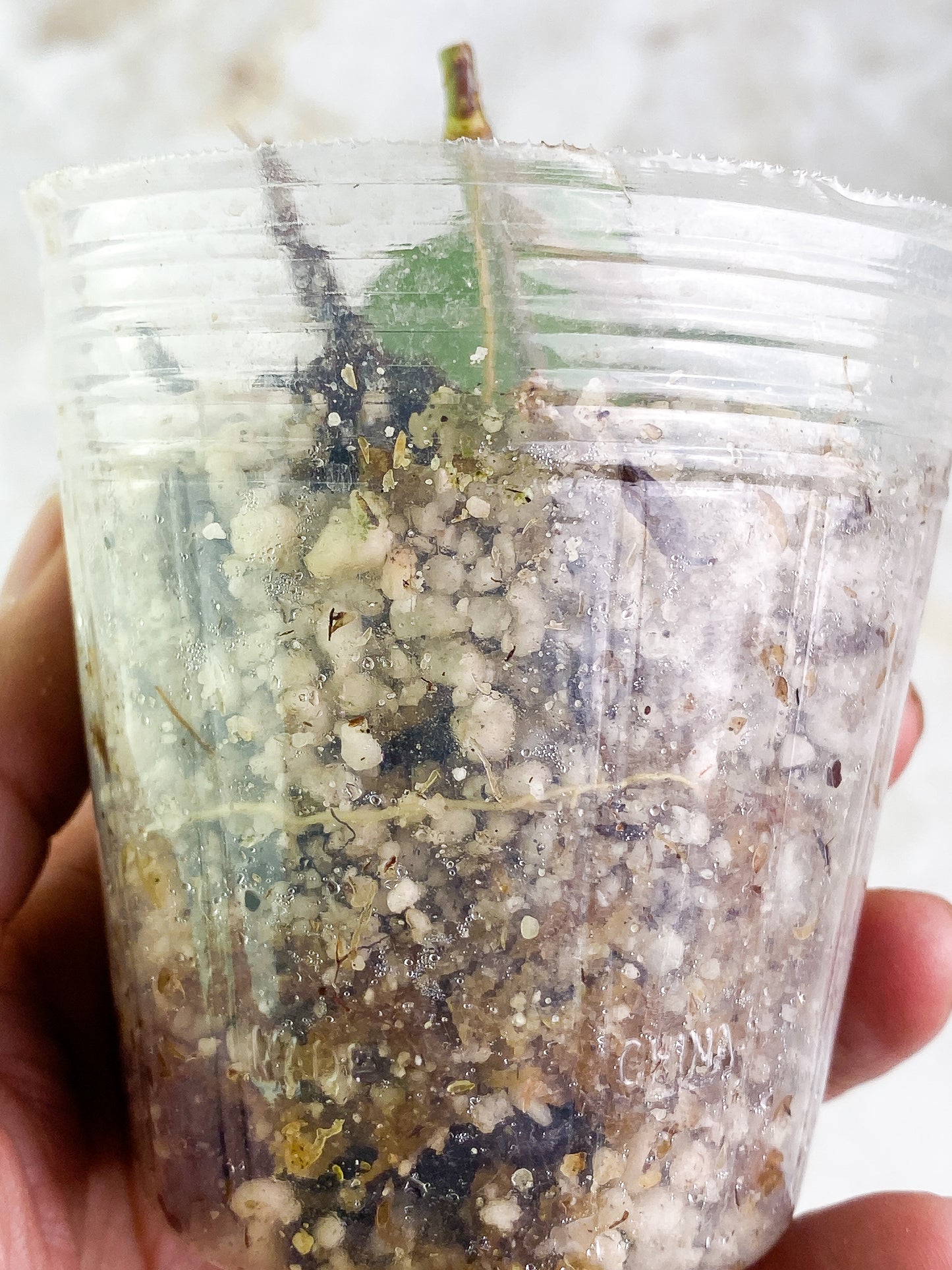 Hoya png sv 432 1 leaf Rooted