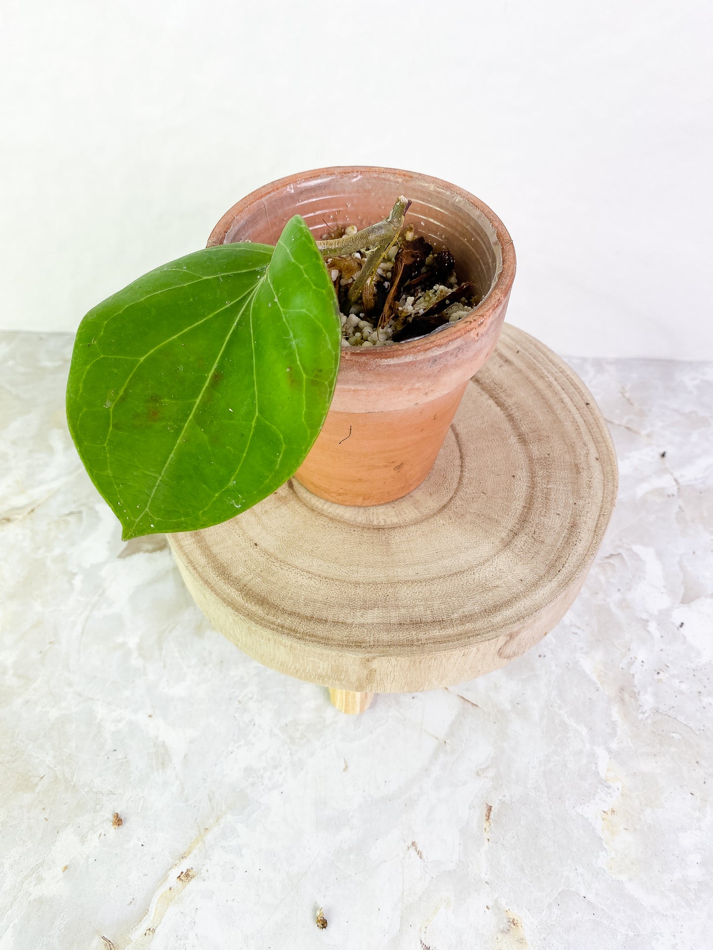 Hoya png sv 432 1 leaf Rooted