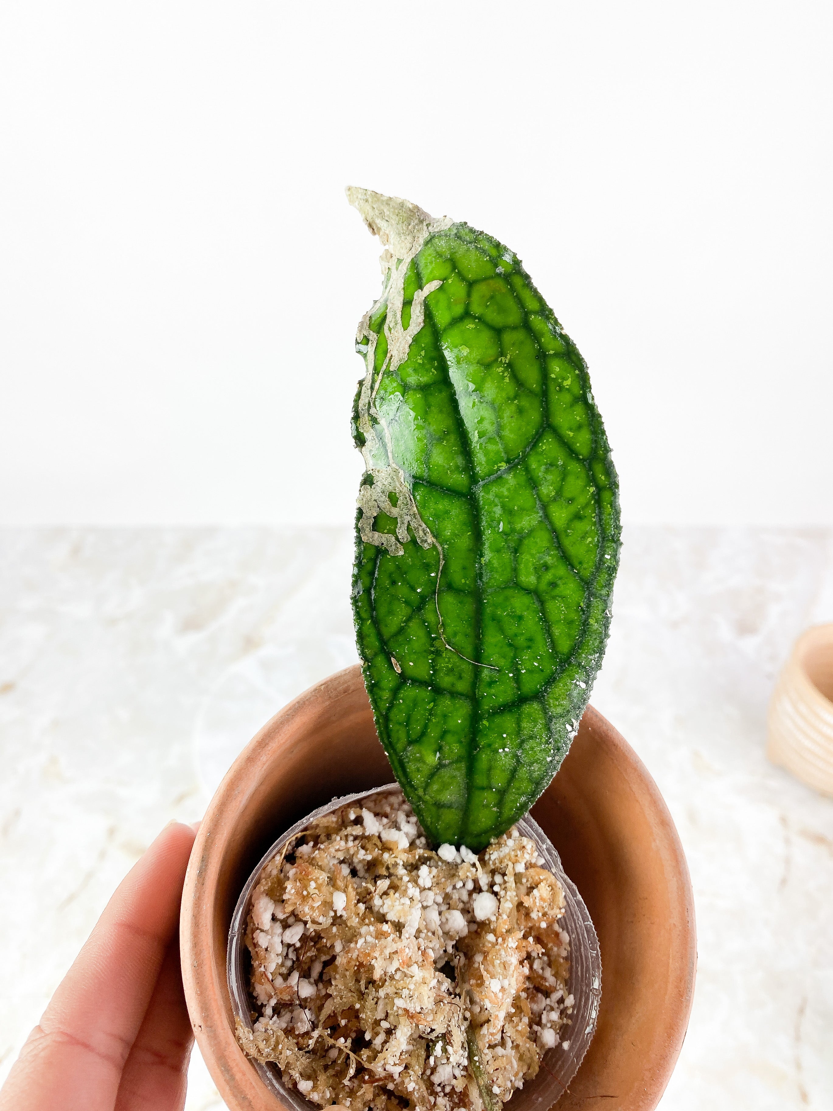 Hoya Clemensiorum Slightly Rooted 1 leaf