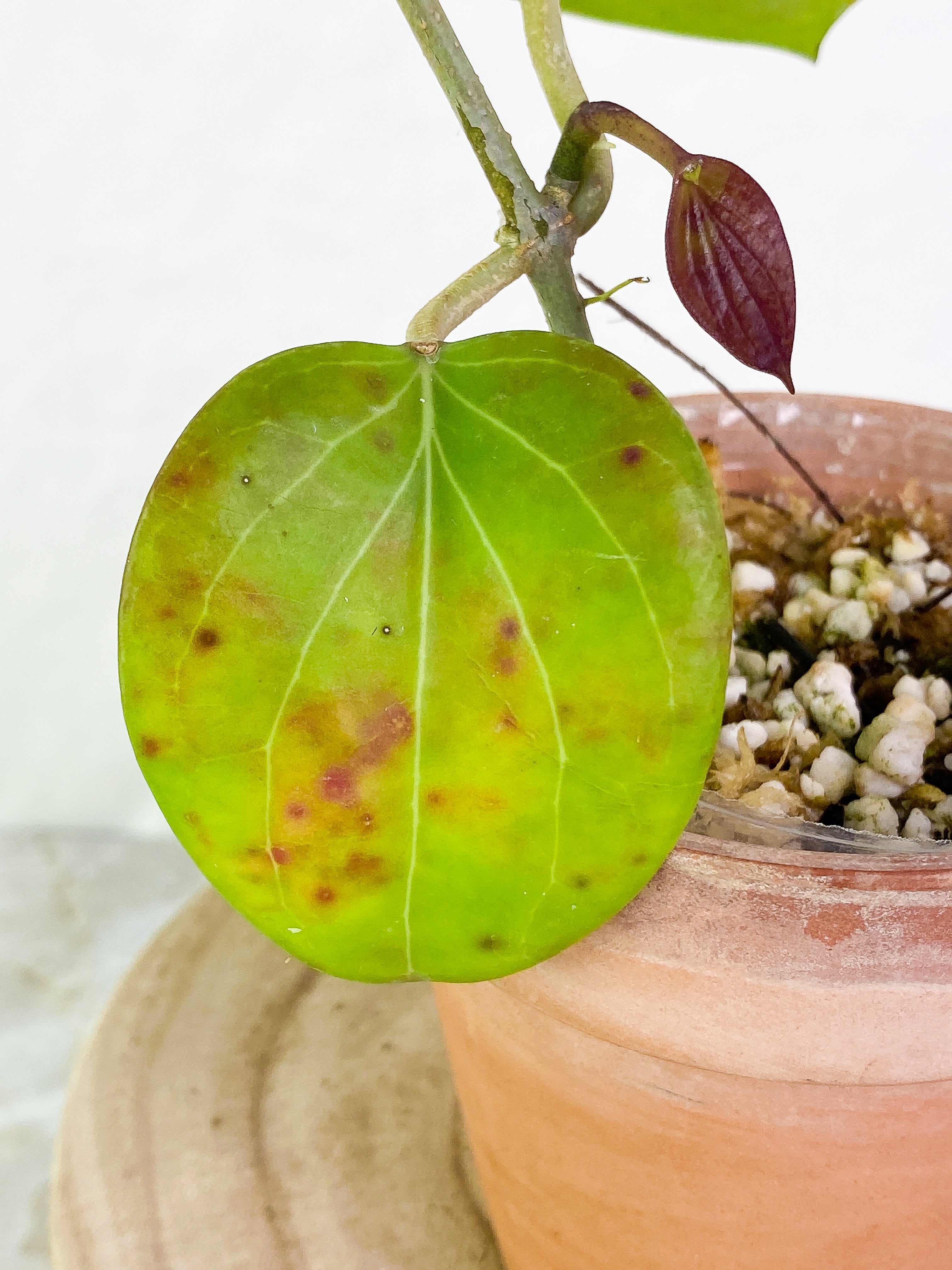 Hoya png sv 432 2 leaves 1 baby leave Slightly Rooted