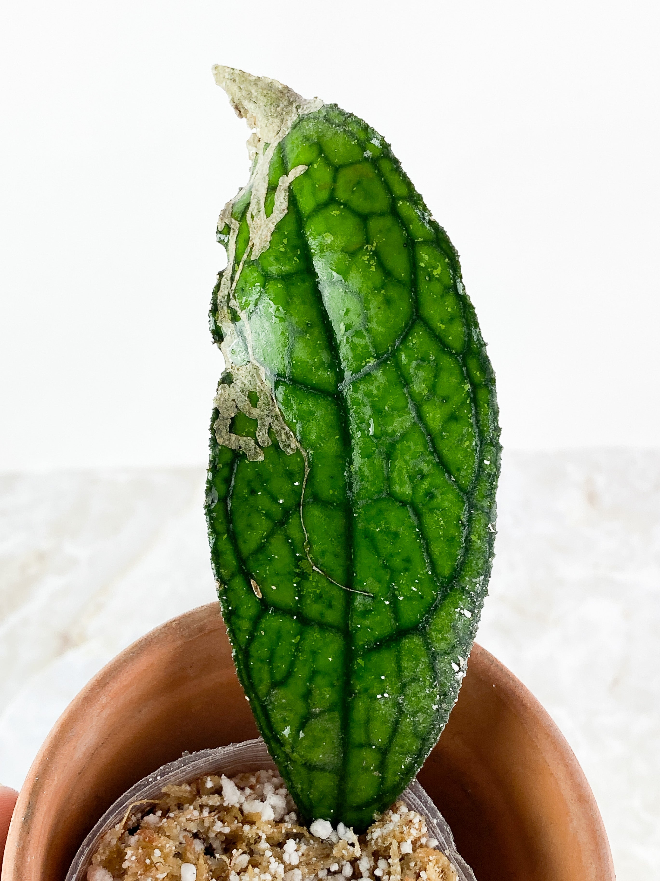 Hoya Clemensiorum Slightly Rooted 1 leaf