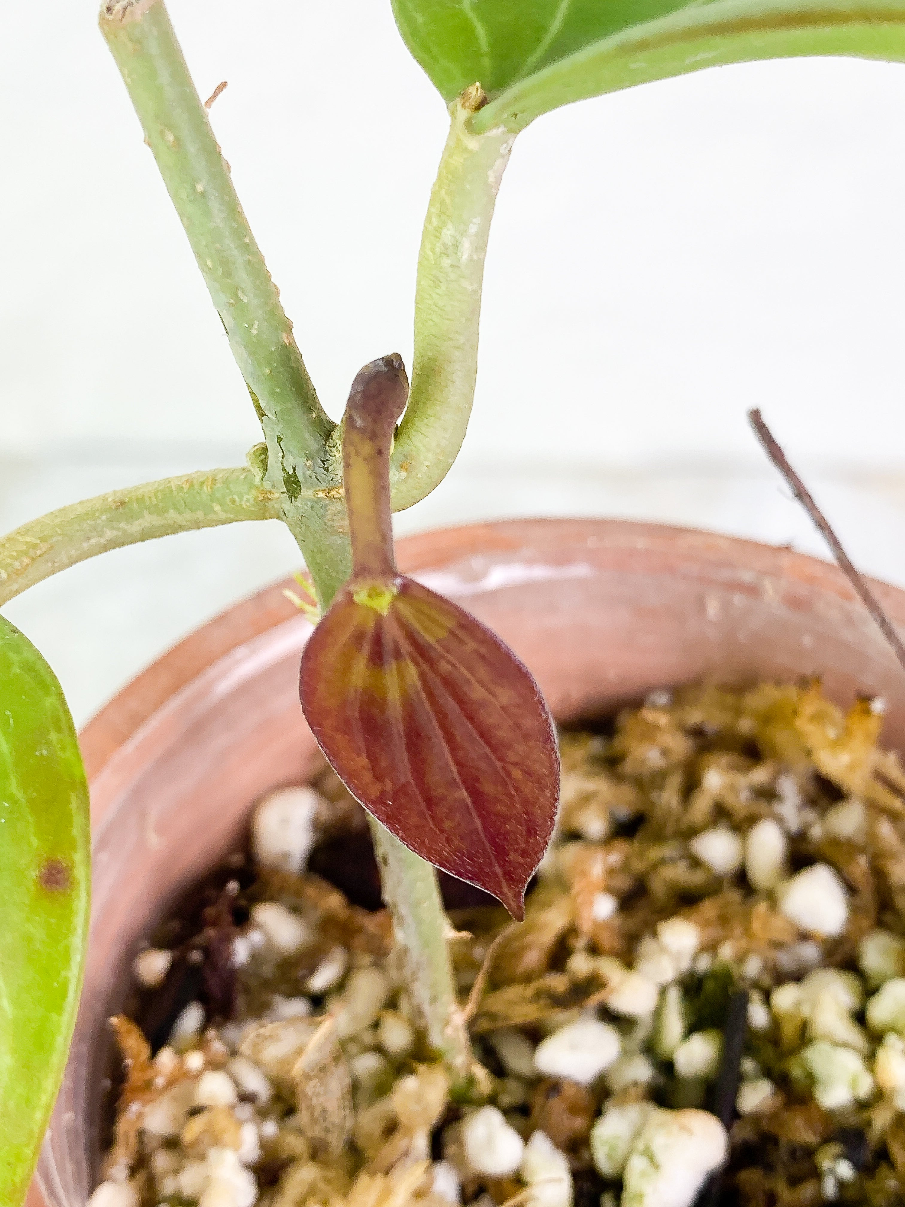 Hoya png sv 432 2 leaves 1 baby leave Slightly Rooted