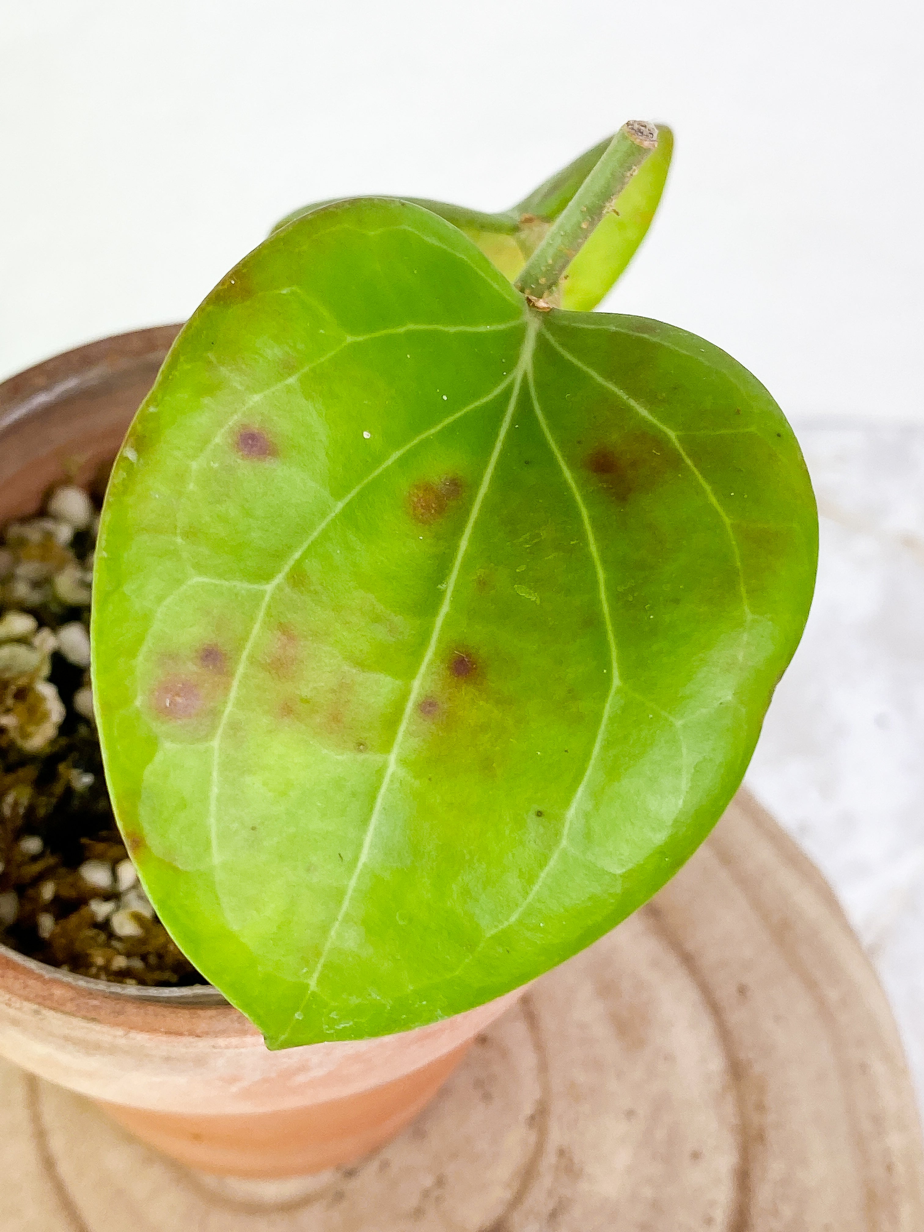 Hoya png sv 432 2 leaves 1 baby leave Slightly Rooted