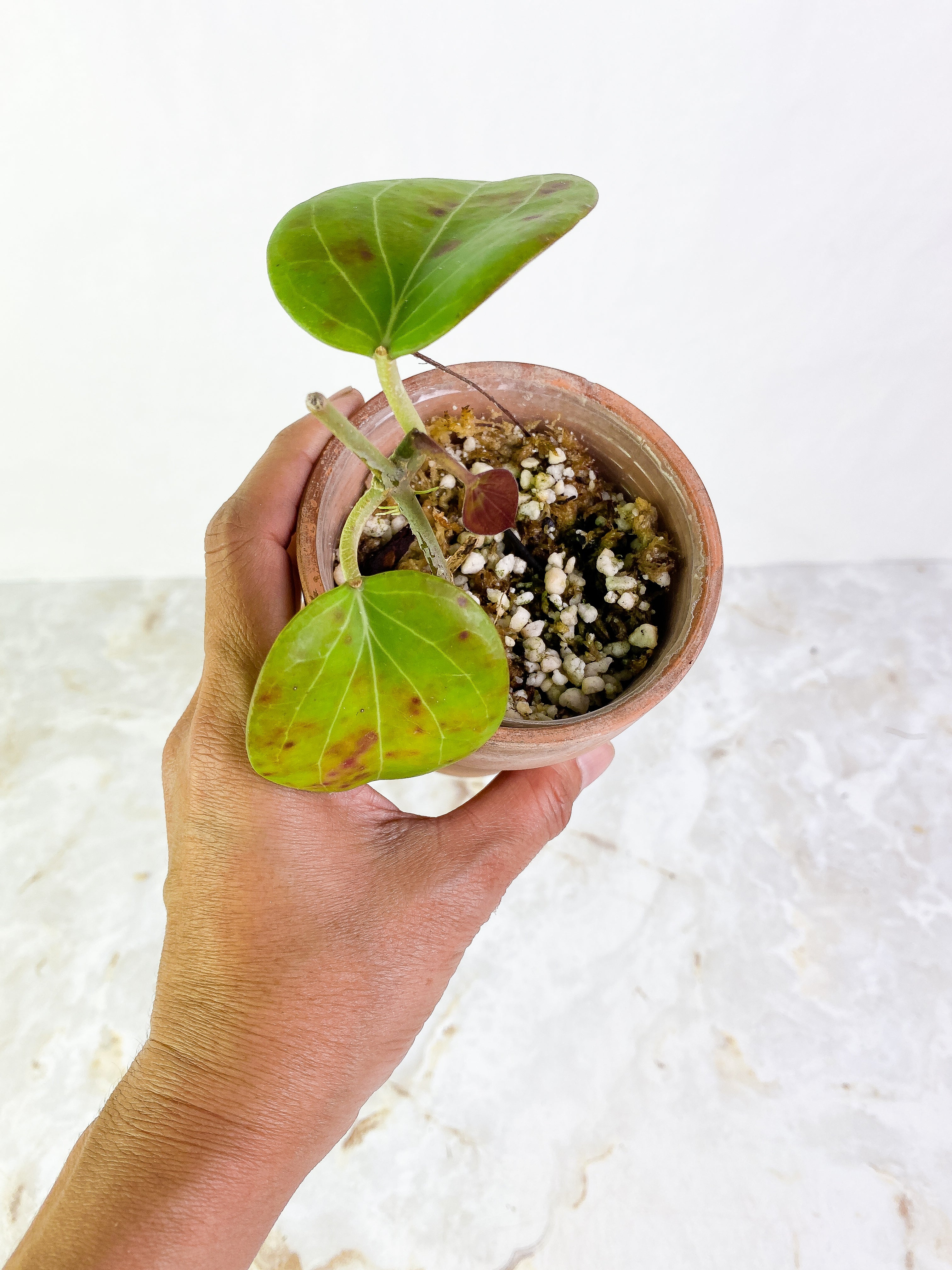 Hoya png sv 432 2 leaves 1 baby leave Slightly Rooted