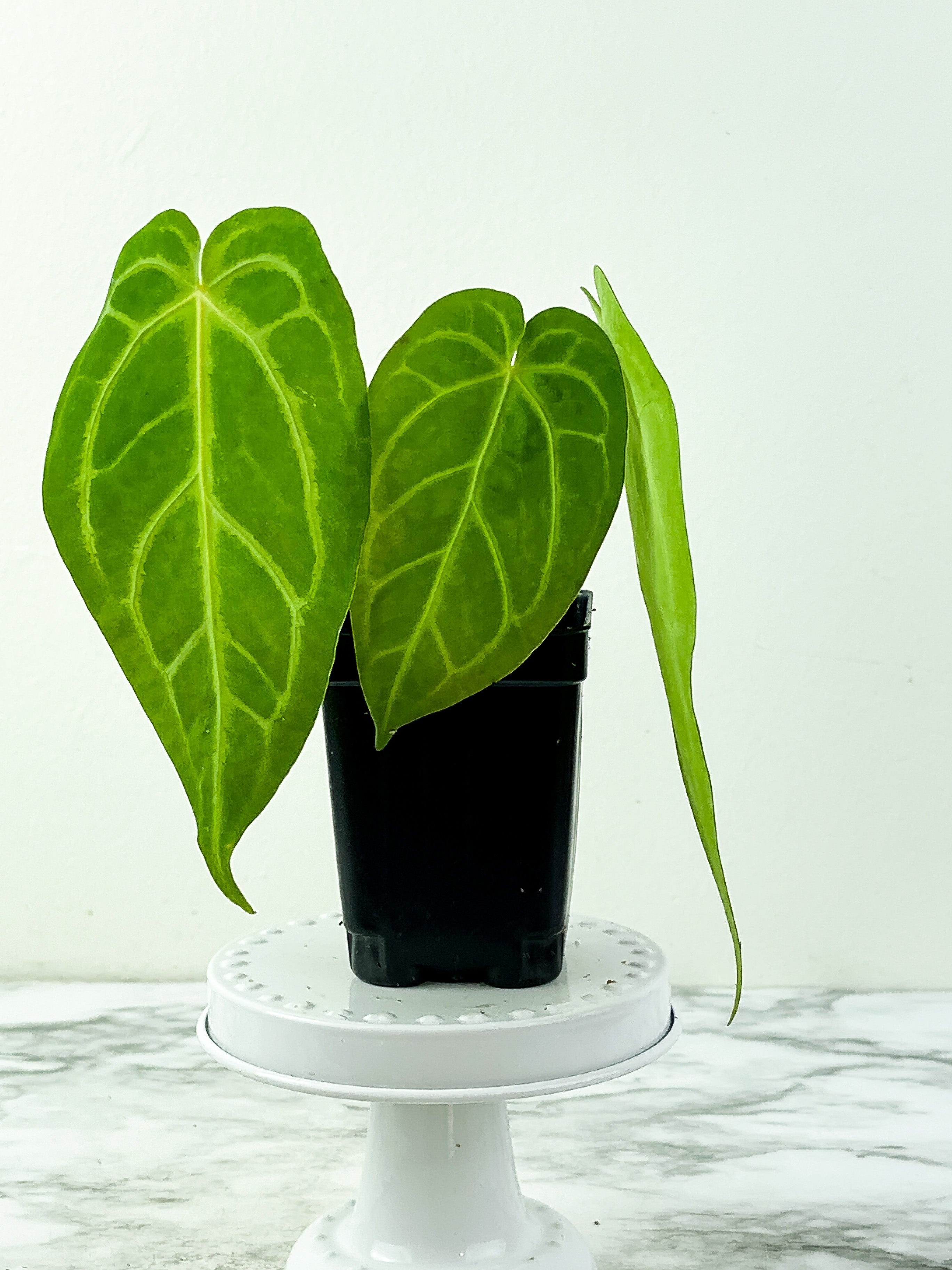 Anthurium Magnificum Silver Rooted 3 leaves