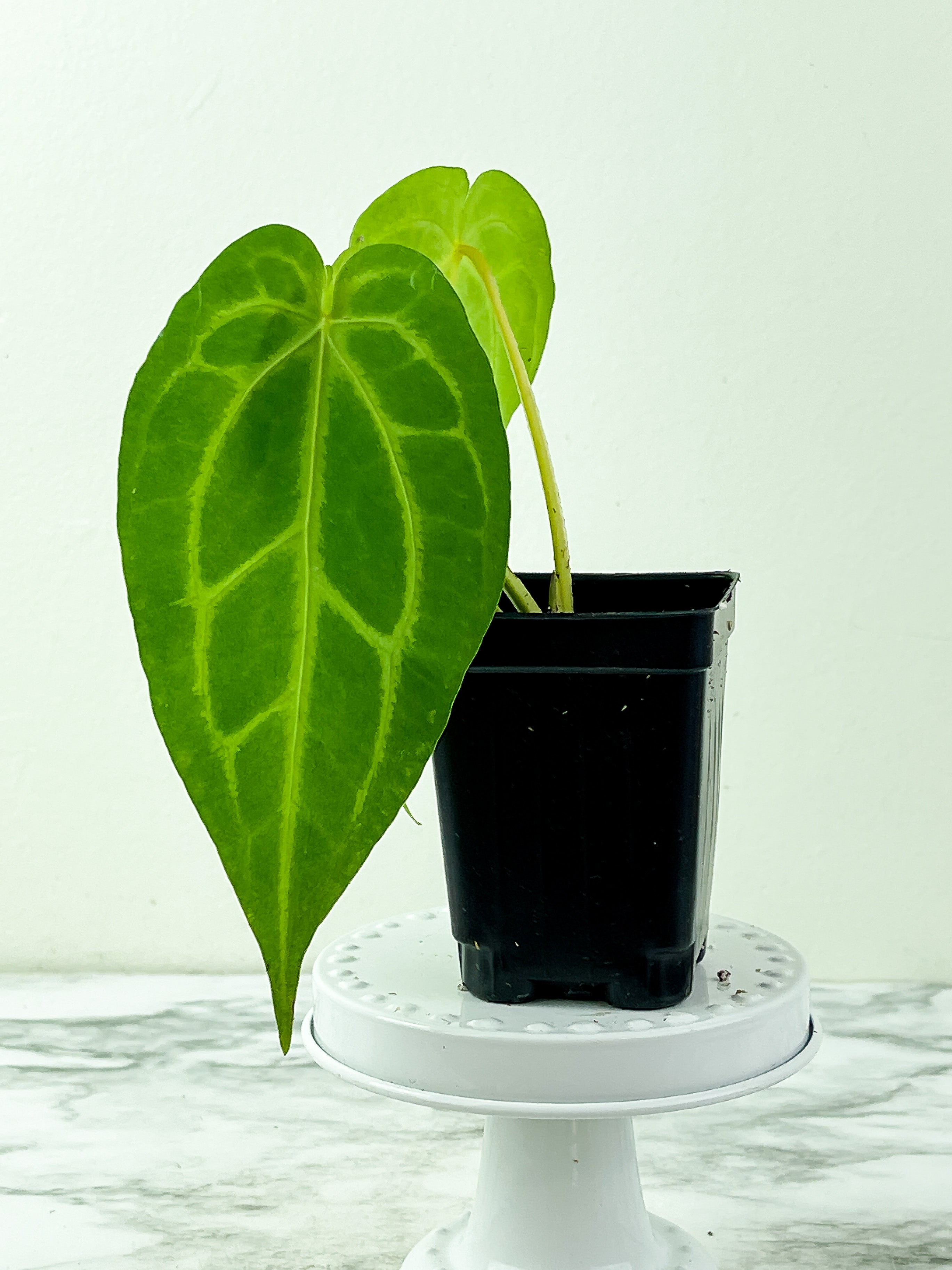 Anthurium Magnificum Silver Rooted 3 leaves