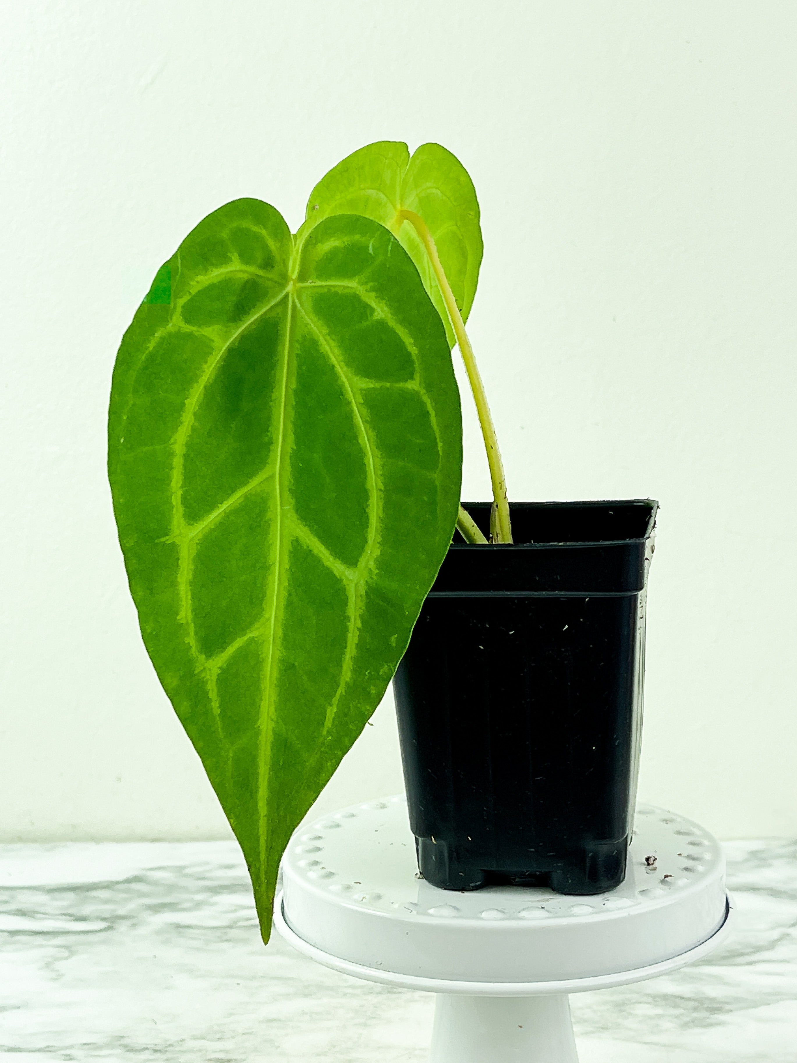 Anthurium Magnificum Silver Rooted 3 leaves