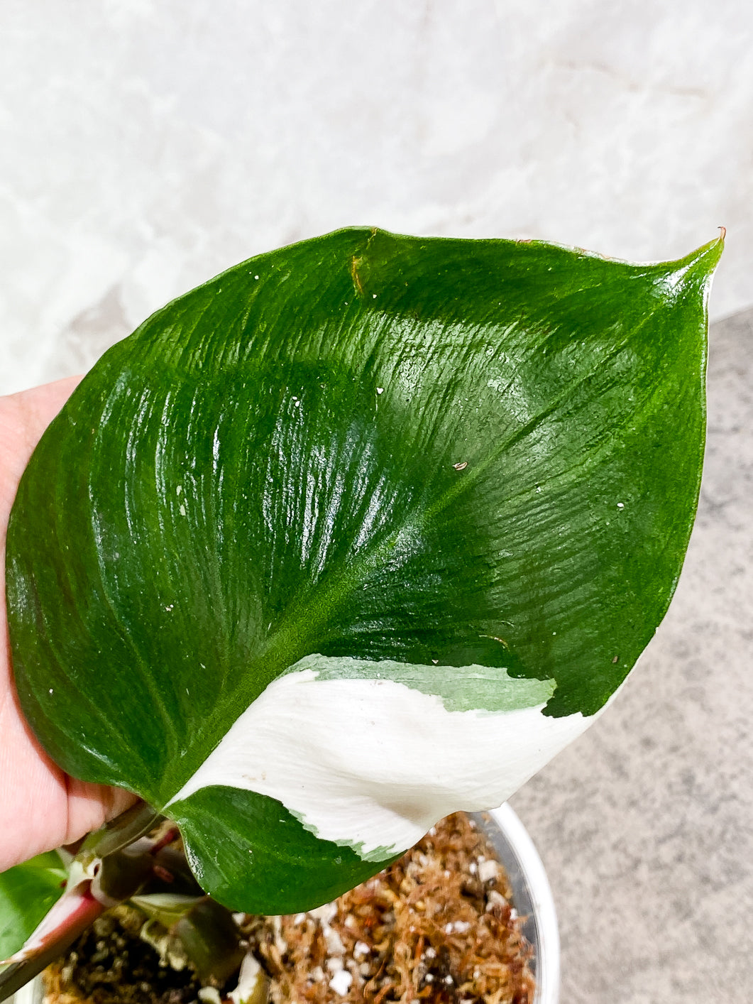 Philodendron White Knight  tricolor Highly Variegated  Rooted