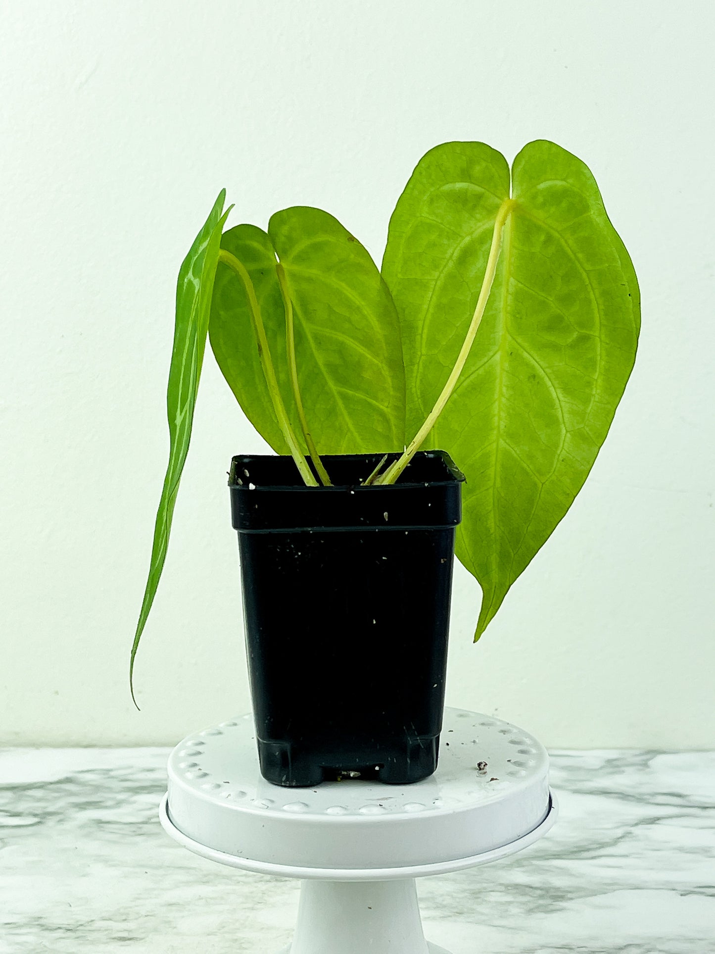 Anthurium Magnificum Silver Rooted 3 leaves