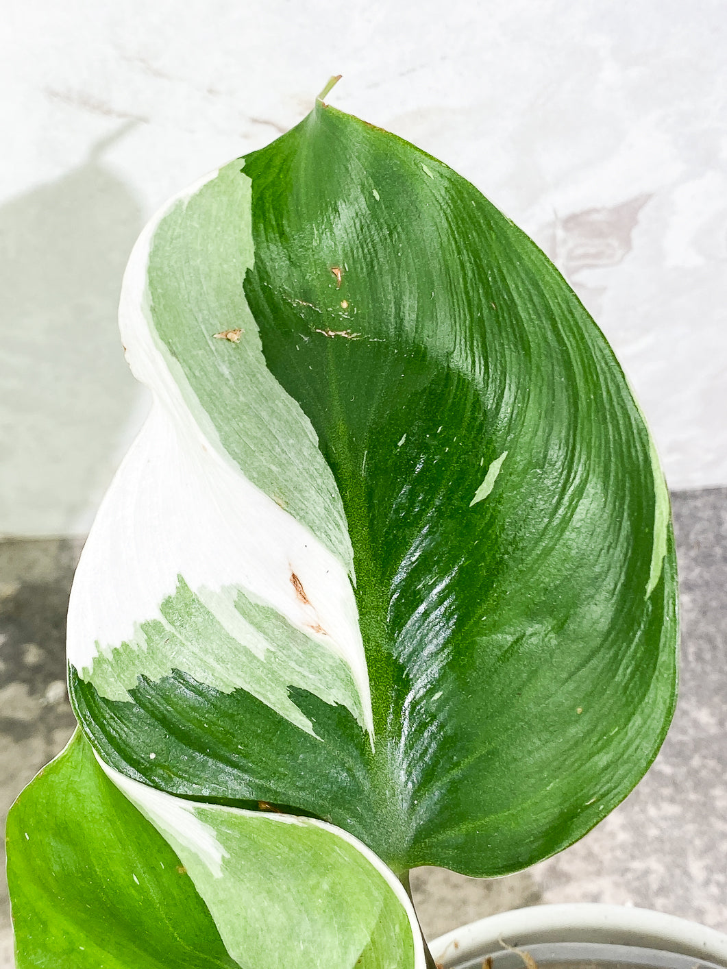 Philodendron White Knight  tricolor Highly Variegated  Rooted