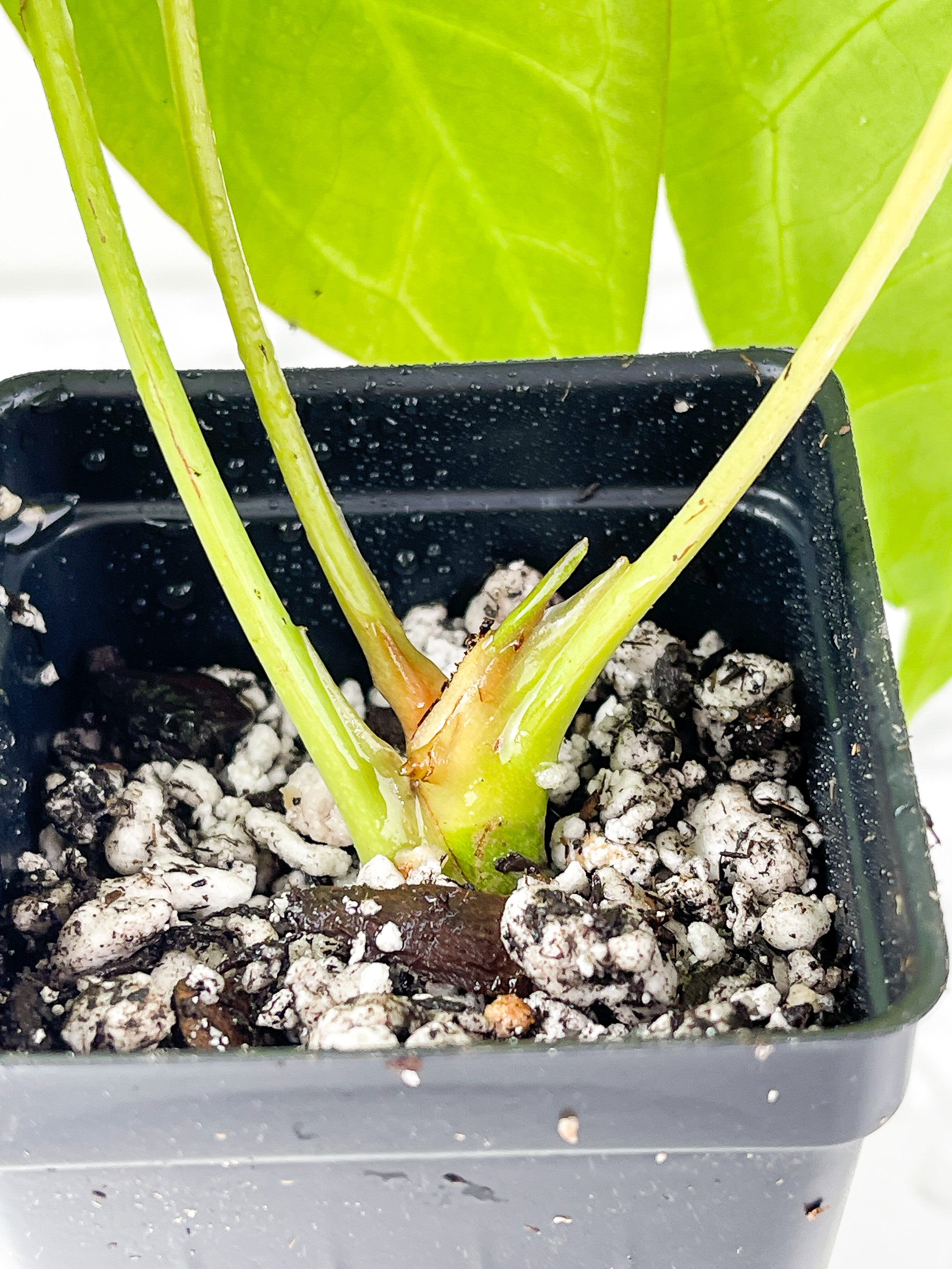 Anthurium Magnificum Silver Rooted 3 leaves