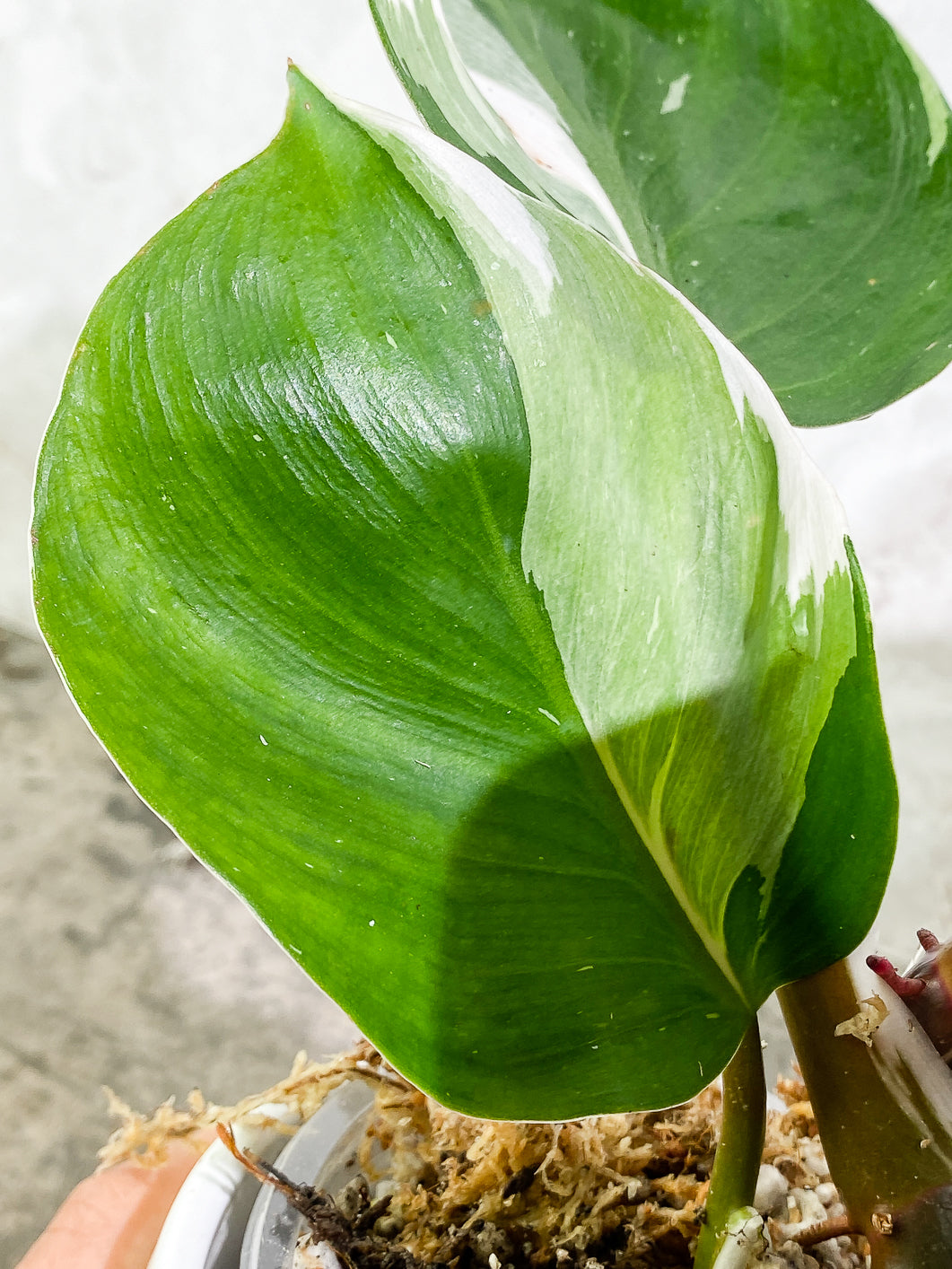 Philodendron White Knight  tricolor Highly Variegated  Rooted