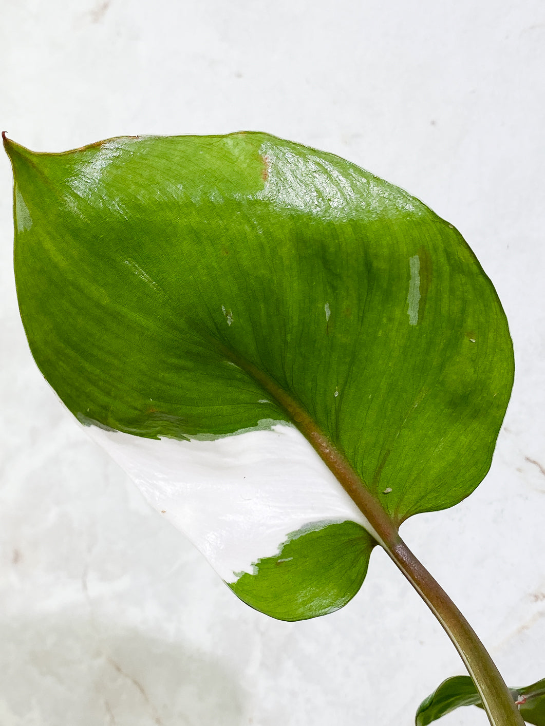 Philodendron White Knight  tricolor Highly Variegated  Rooted