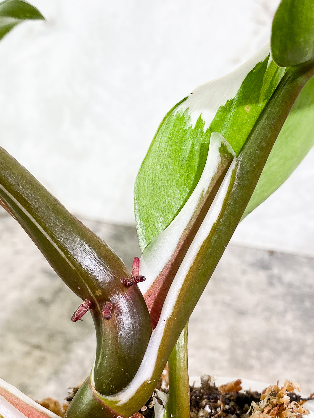 Philodendron White Knight  tricolor Highly Variegated  Rooted