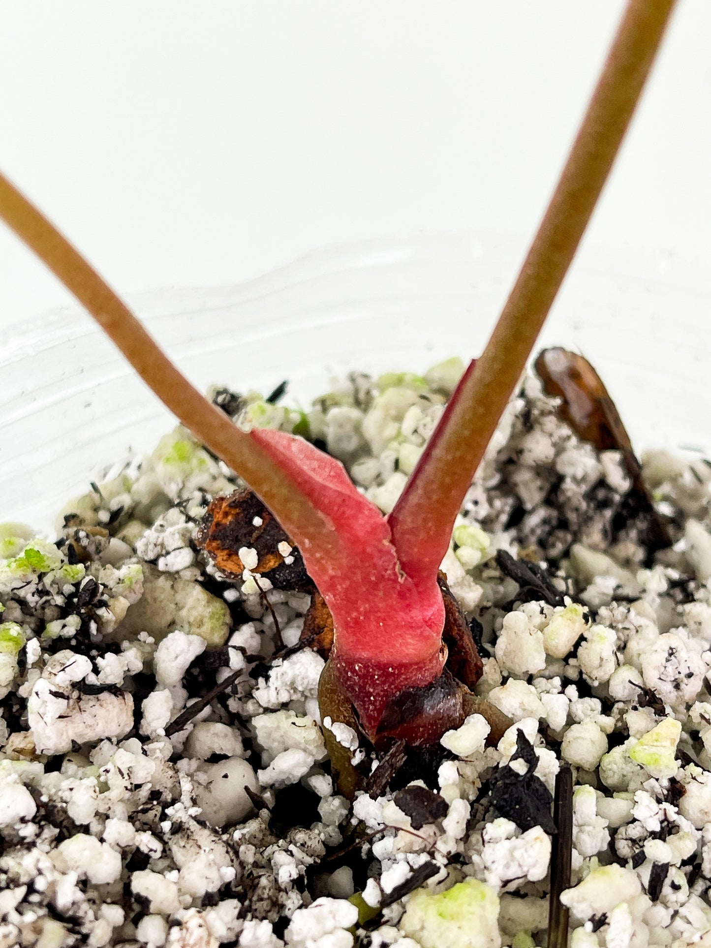 Anthurium Crystallinum Rooted 2 leaves. new leaf is still expanding.