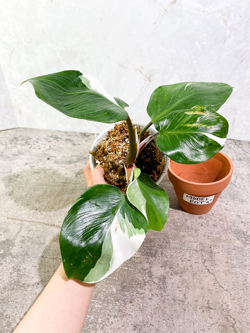 Philodendron White Knight  tricolor Highly Variegated  Rooted