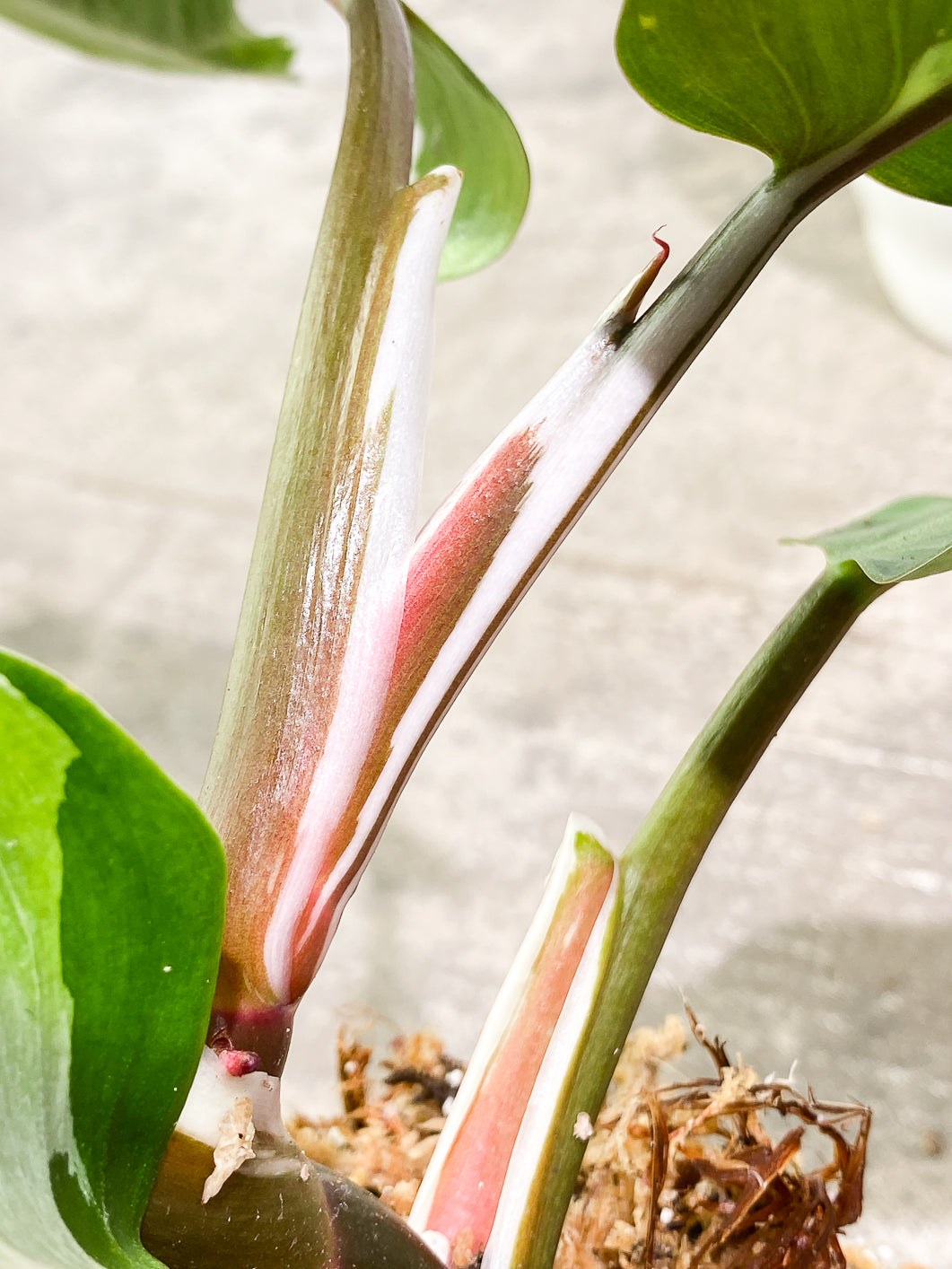 Philodendron White Knight  tricolor Highly Variegated  Rooted