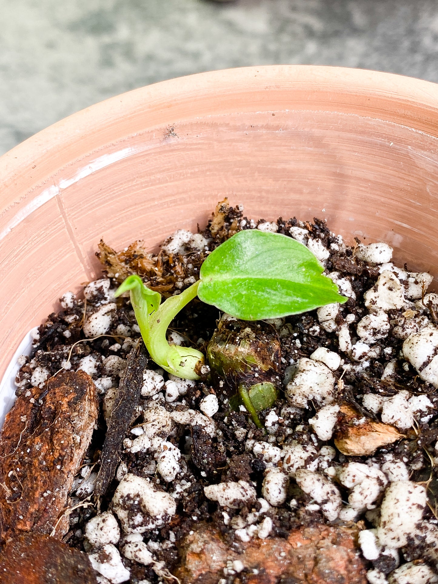 Philodendron verrucosum san miguel 2 leaves Rooting