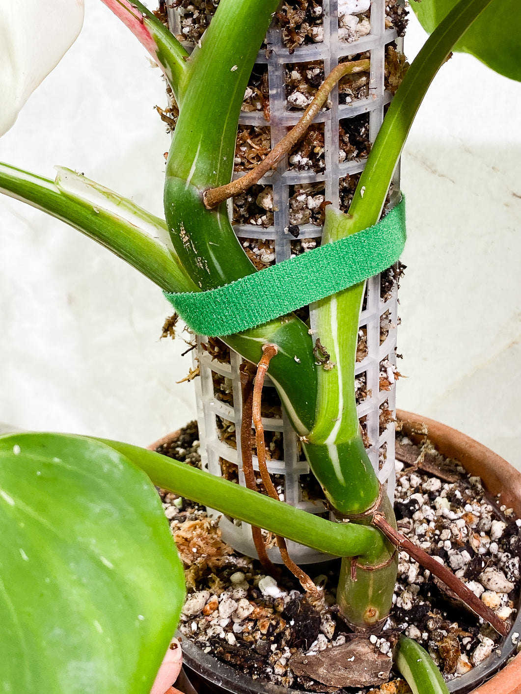 Philodendron White Wizard Rooted Highly Variegated