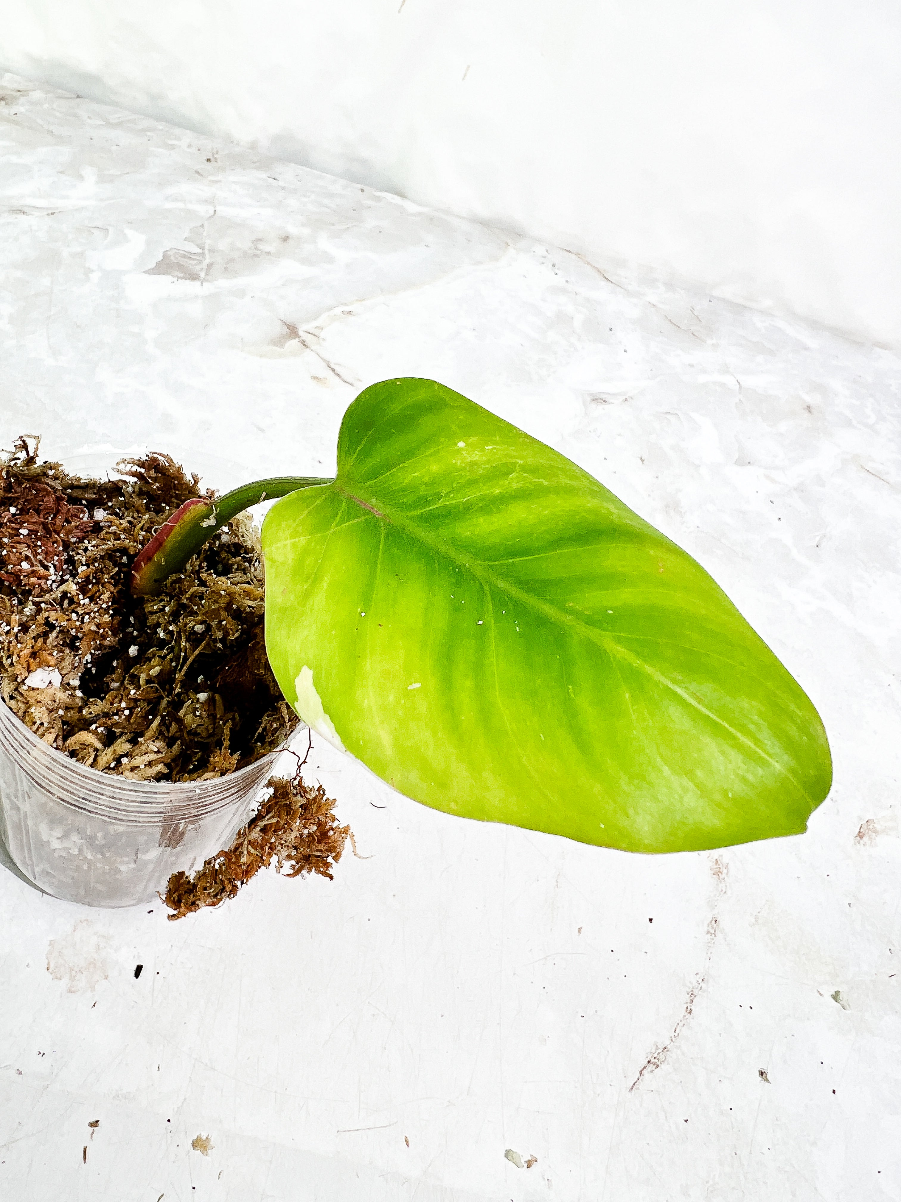 Philodendron White Princess 1 leaf slightly rooted