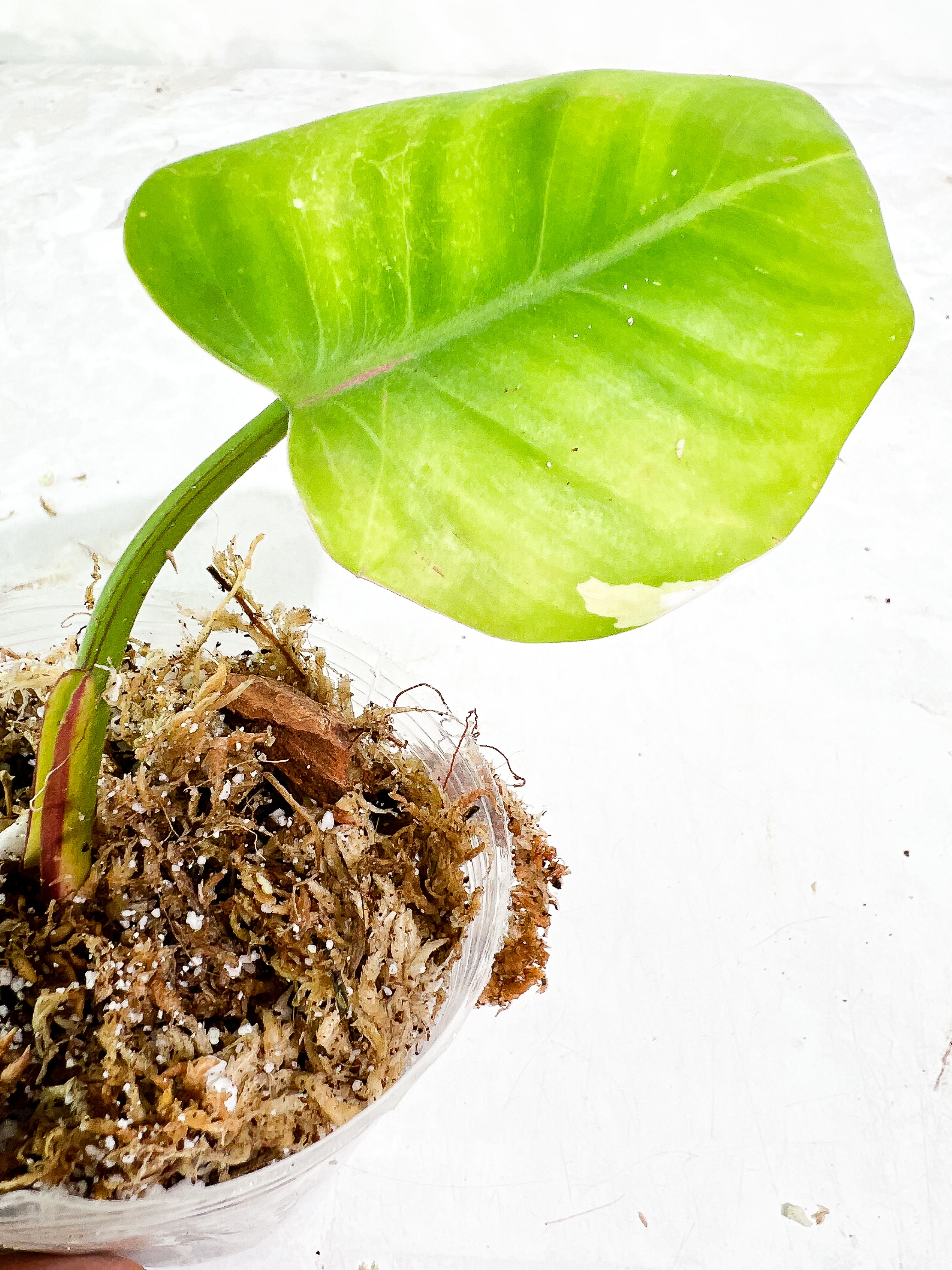 Philodendron White Princess 1 leaf slightly rooted