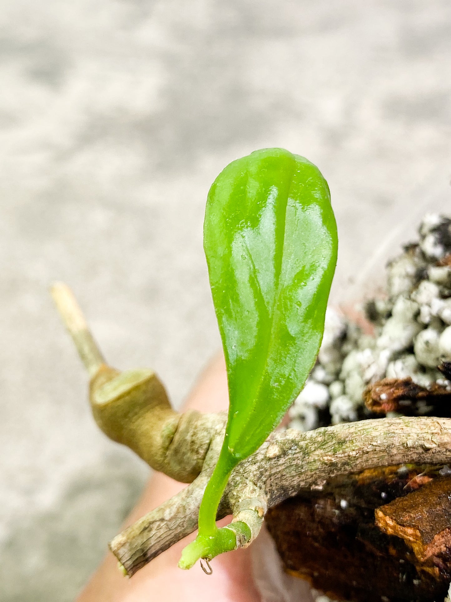 Hoya Tanggamus 1 leaf Rooted