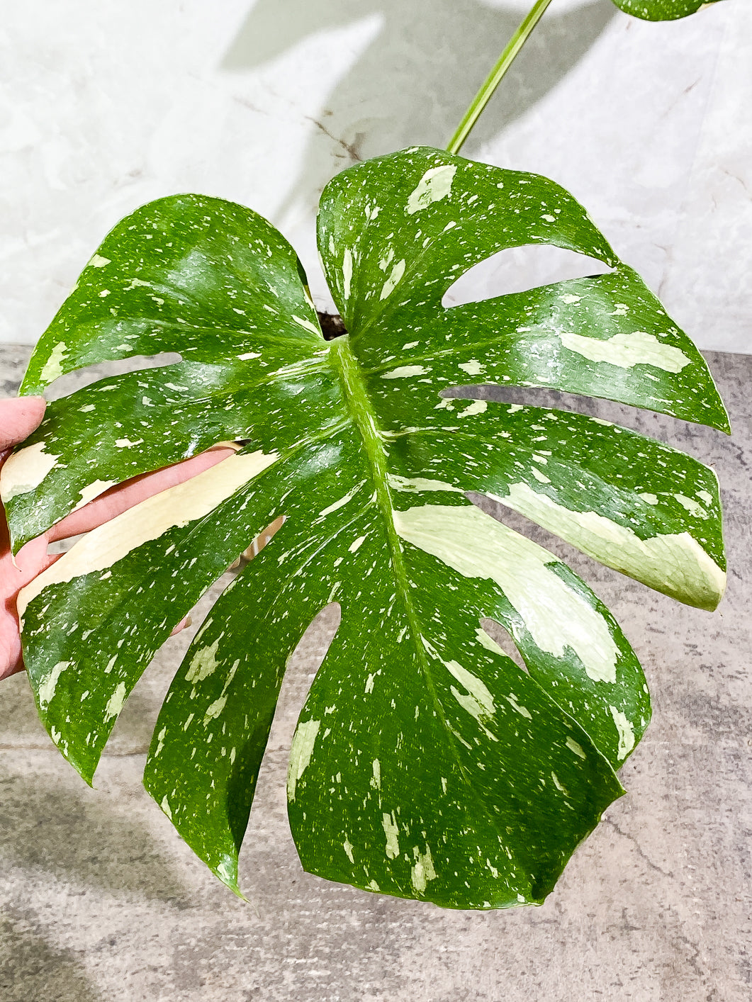 Monstera Thai Constellation  Slightly Rooted Top Cutting 2 leaves Highly Variegated