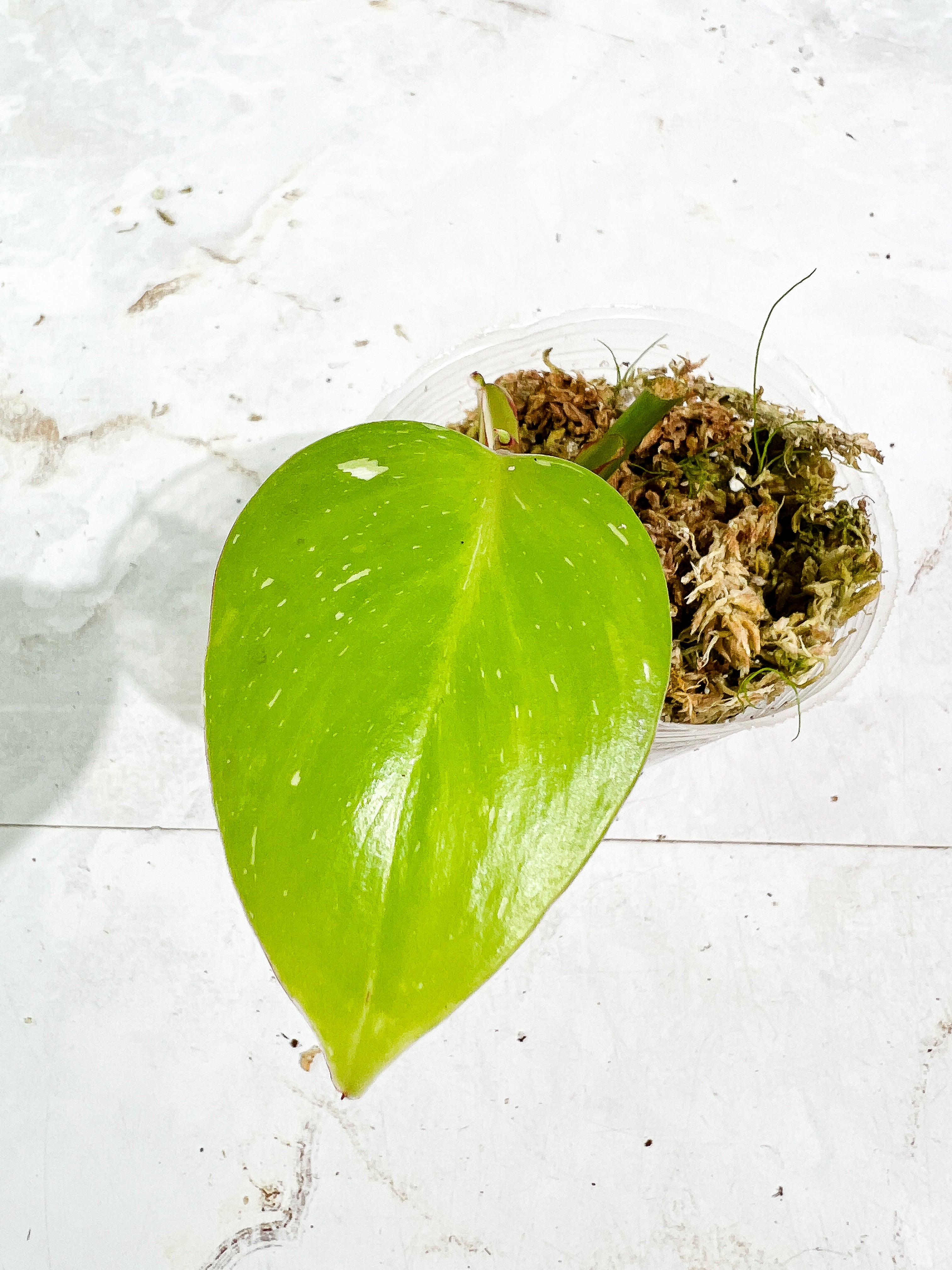 Philodendron White Princess 1 leaf 1 sprout rooted