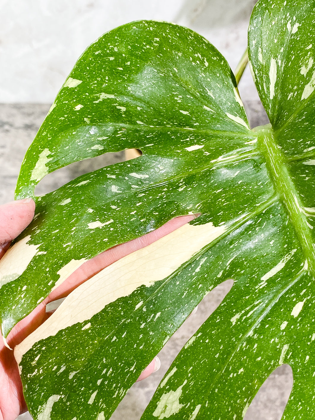 Monstera Thai Constellation  Slightly Rooted Top Cutting 2 leaves Highly Variegated