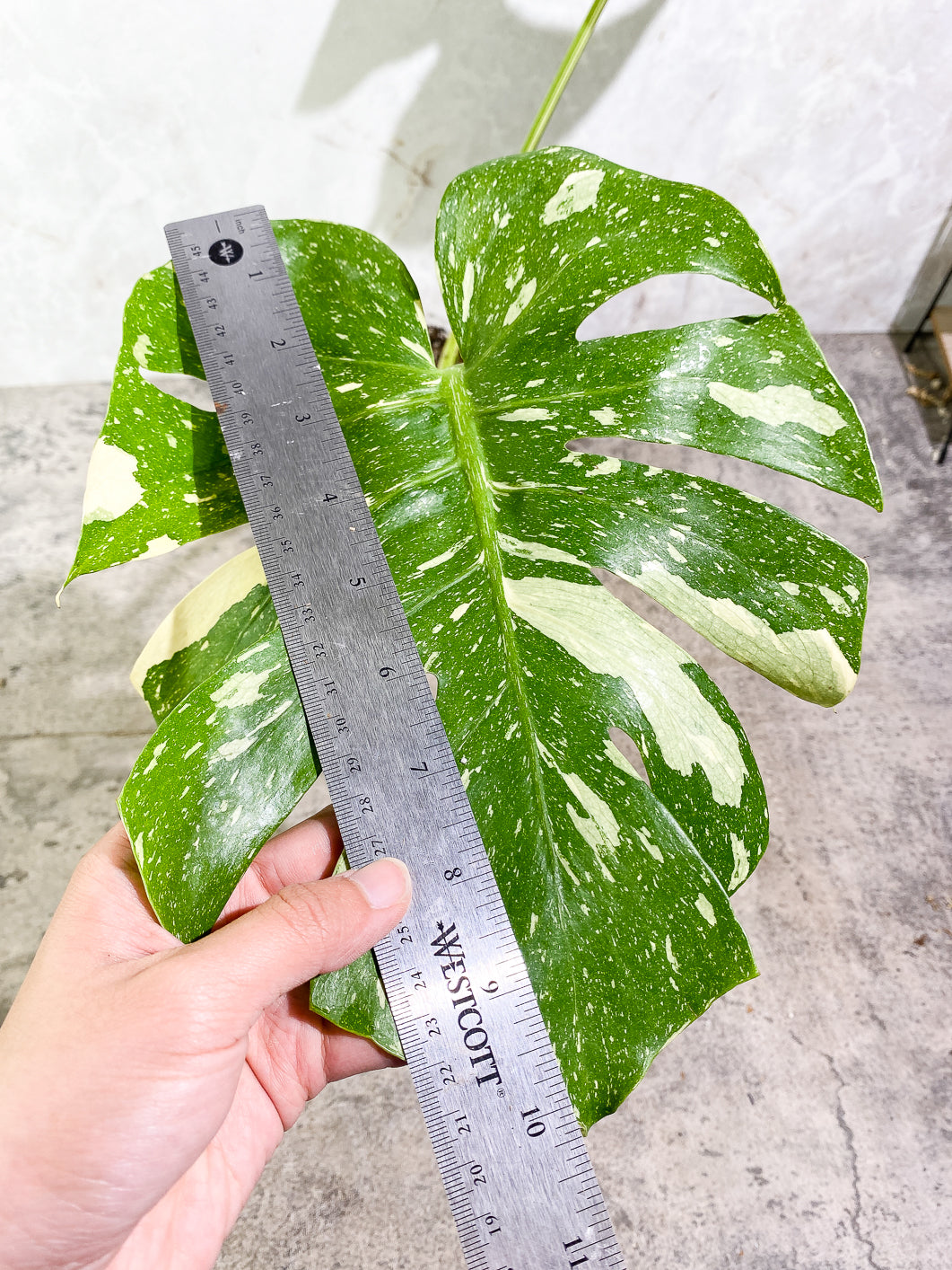 Monstera Thai Constellation  Slightly Rooted Top Cutting 2 leaves Highly Variegated