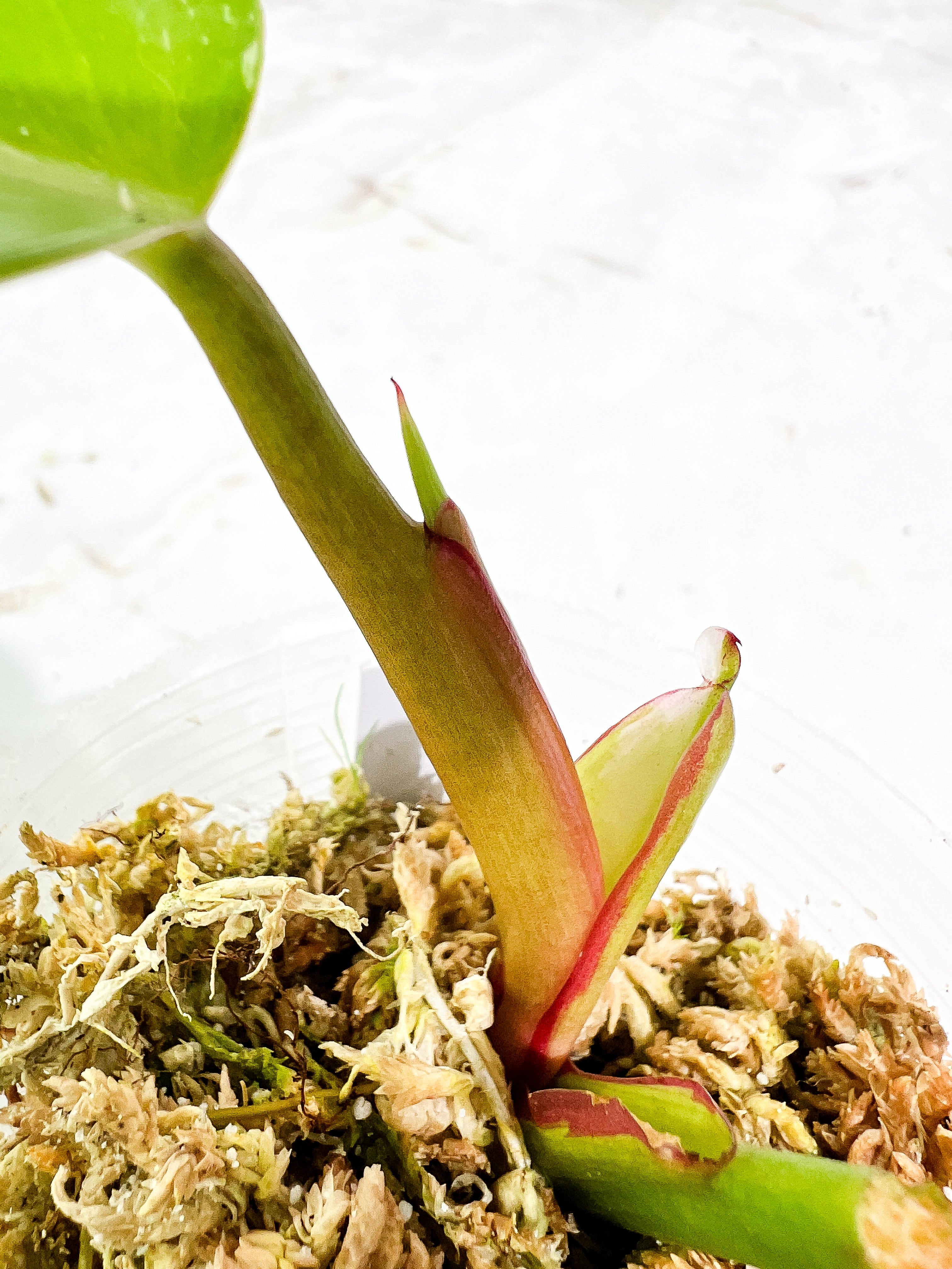 Philodendron White Princess 1 leaf 1 sprout rooted
