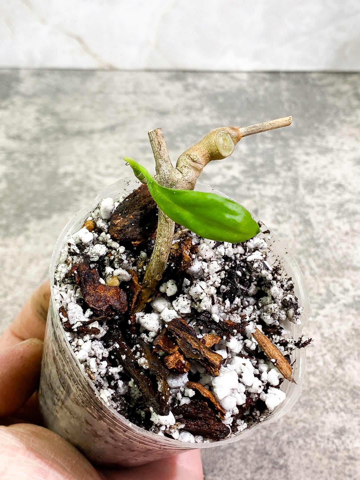 Hoya Tanggamus 1 leaf Rooted