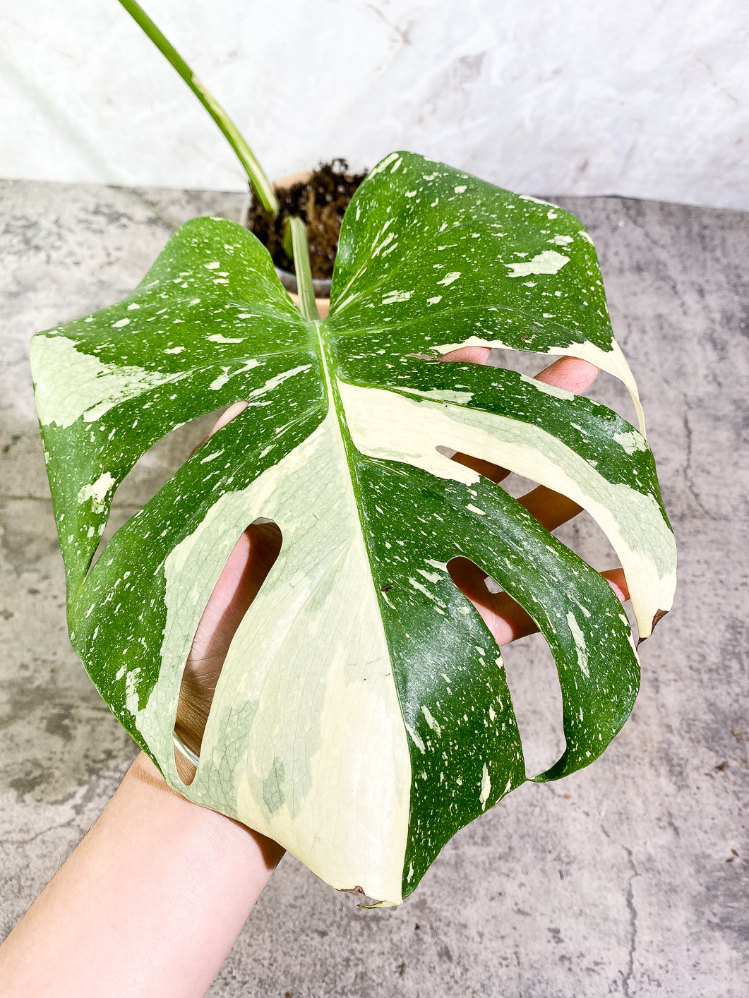 Monstera Thai Constellation  Slightly Rooted Top Cutting 2 leaves Highly Variegated