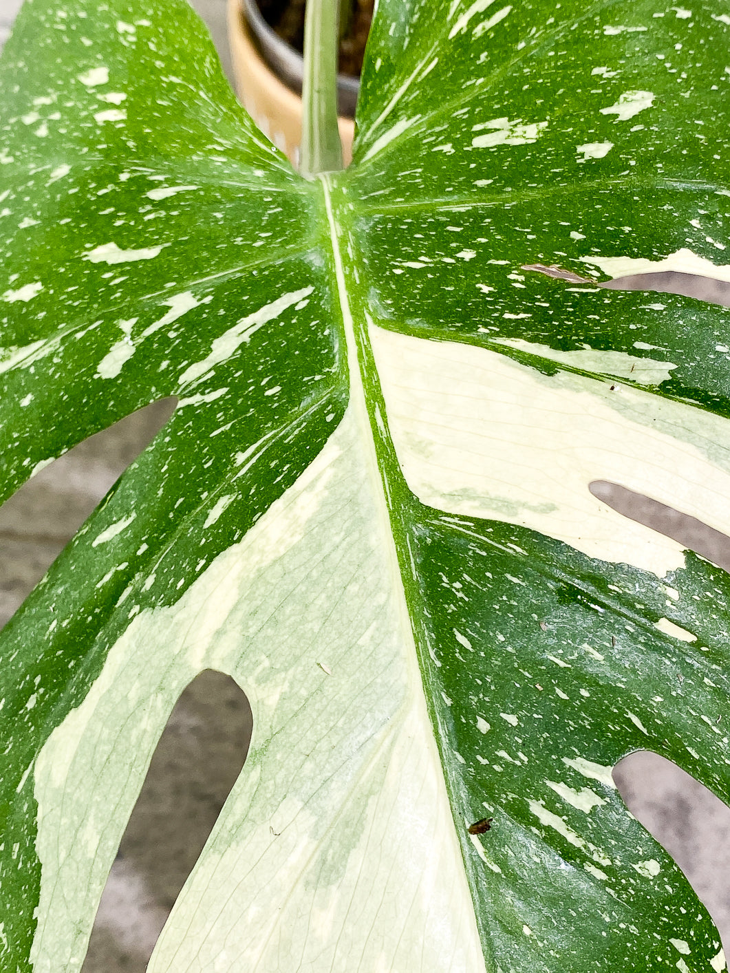 Monstera Thai Constellation  Slightly Rooted Top Cutting 2 leaves Highly Variegated