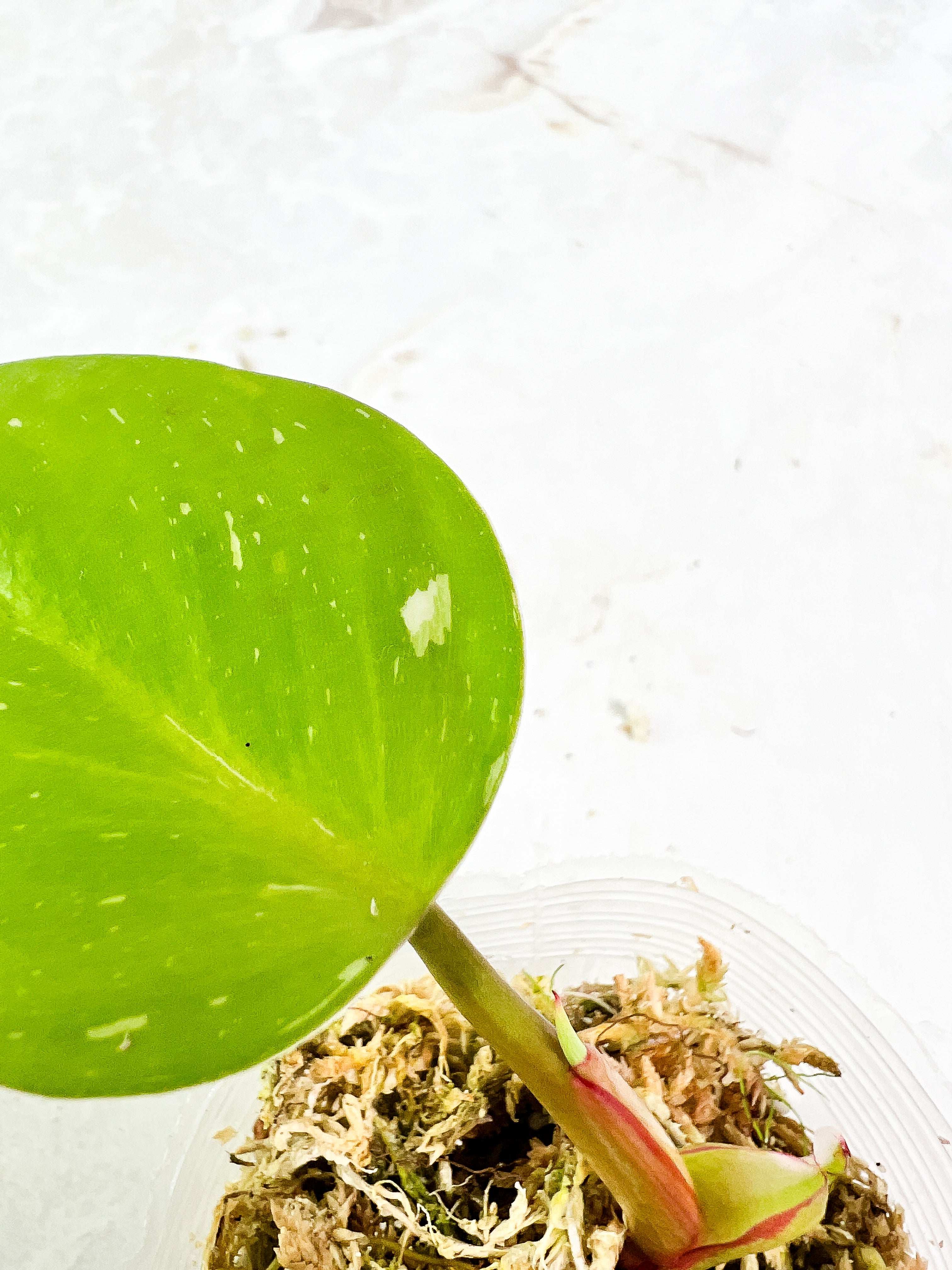 Philodendron White Princess 1 leaf 1 sprout rooted