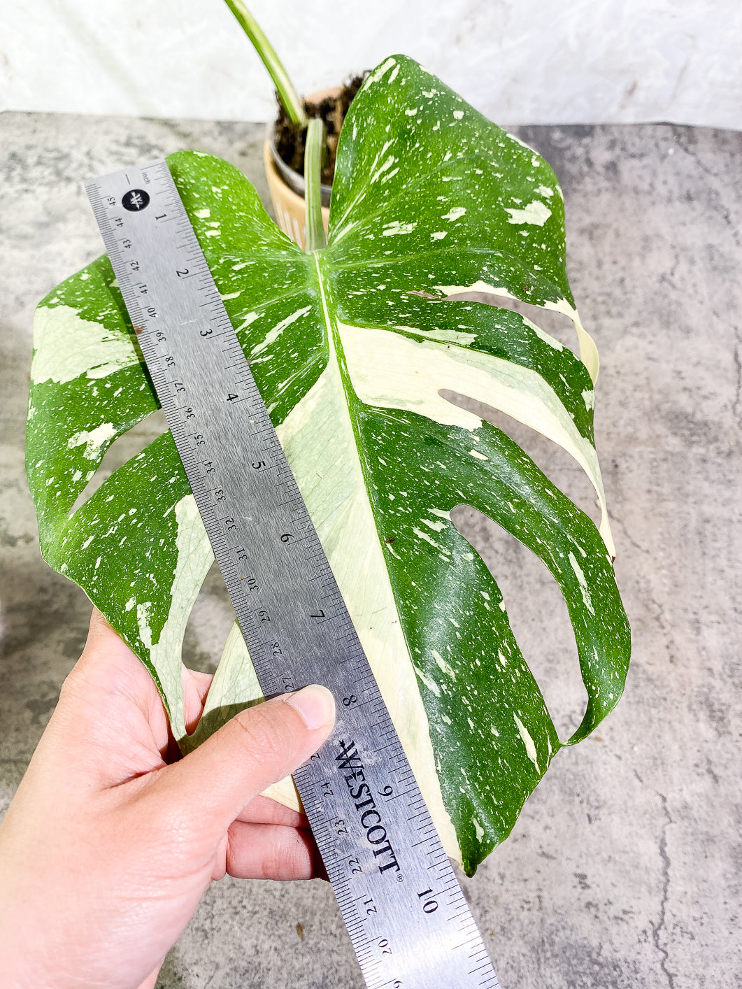 Monstera Thai Constellation  Slightly Rooted Top Cutting 2 leaves Highly Variegated